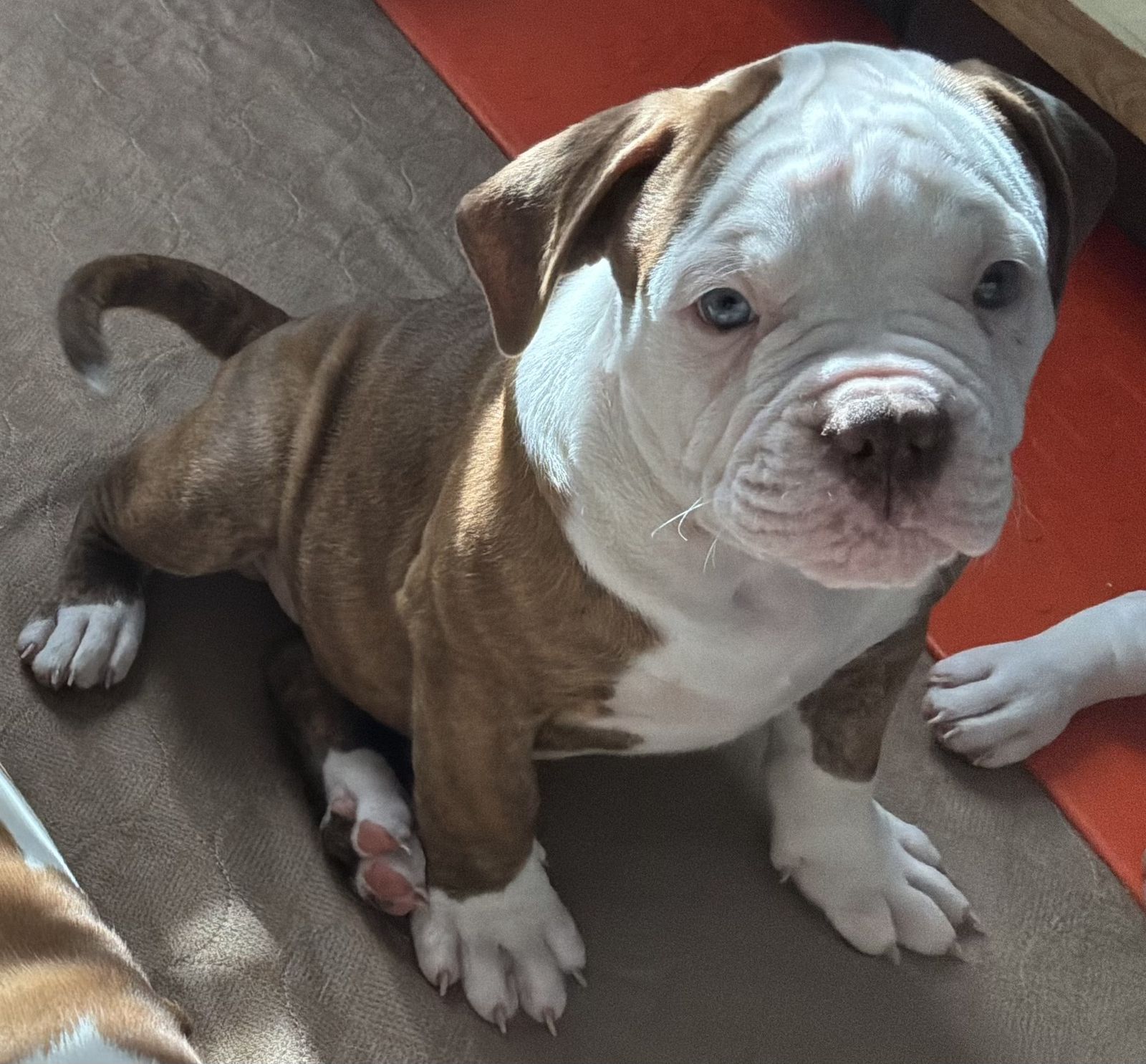 Coleman Canines 2025 litter photo 35