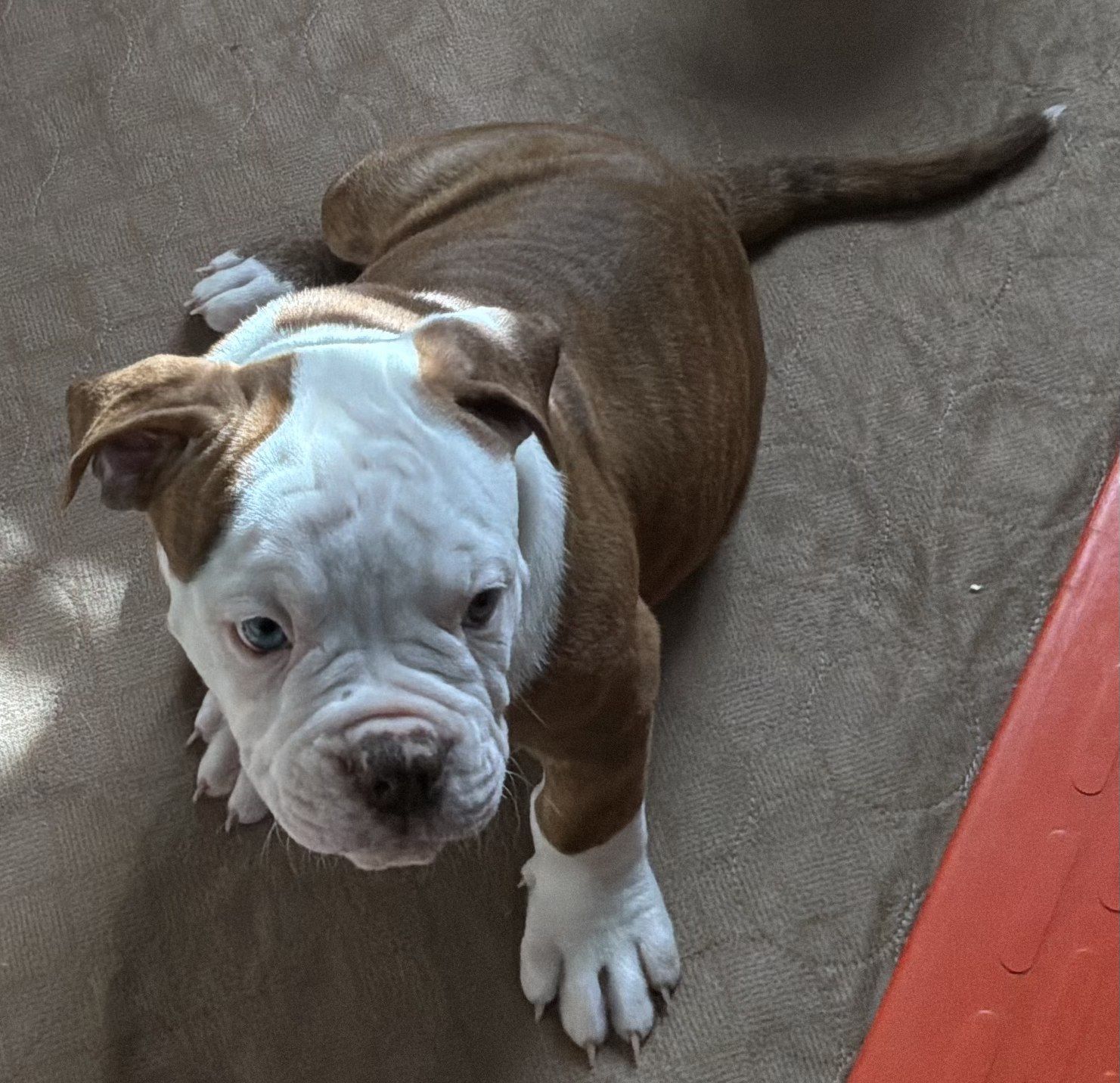 Coleman Canines 2025 litter photo 33