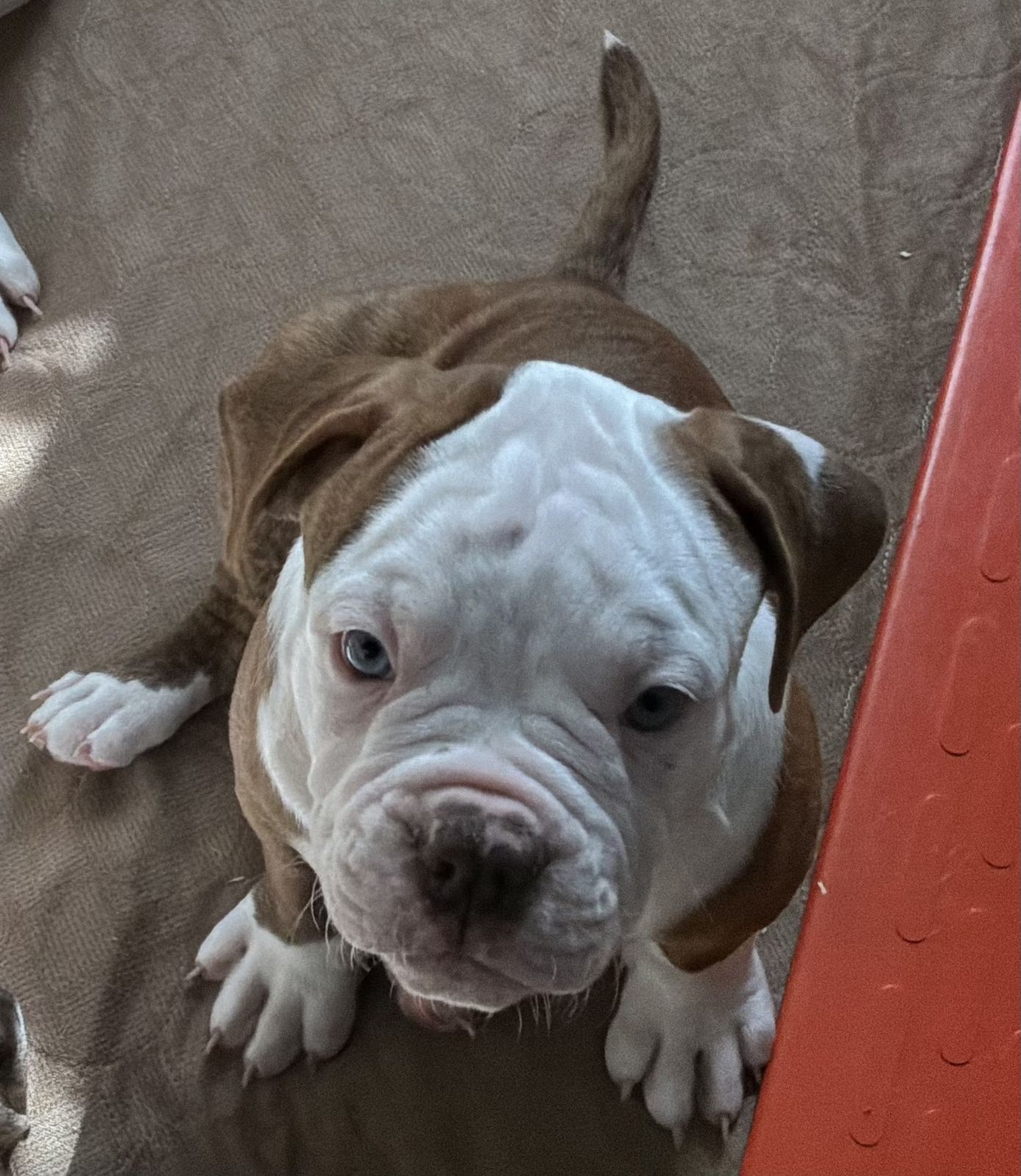 Coleman Canines 2025 litter photo 21