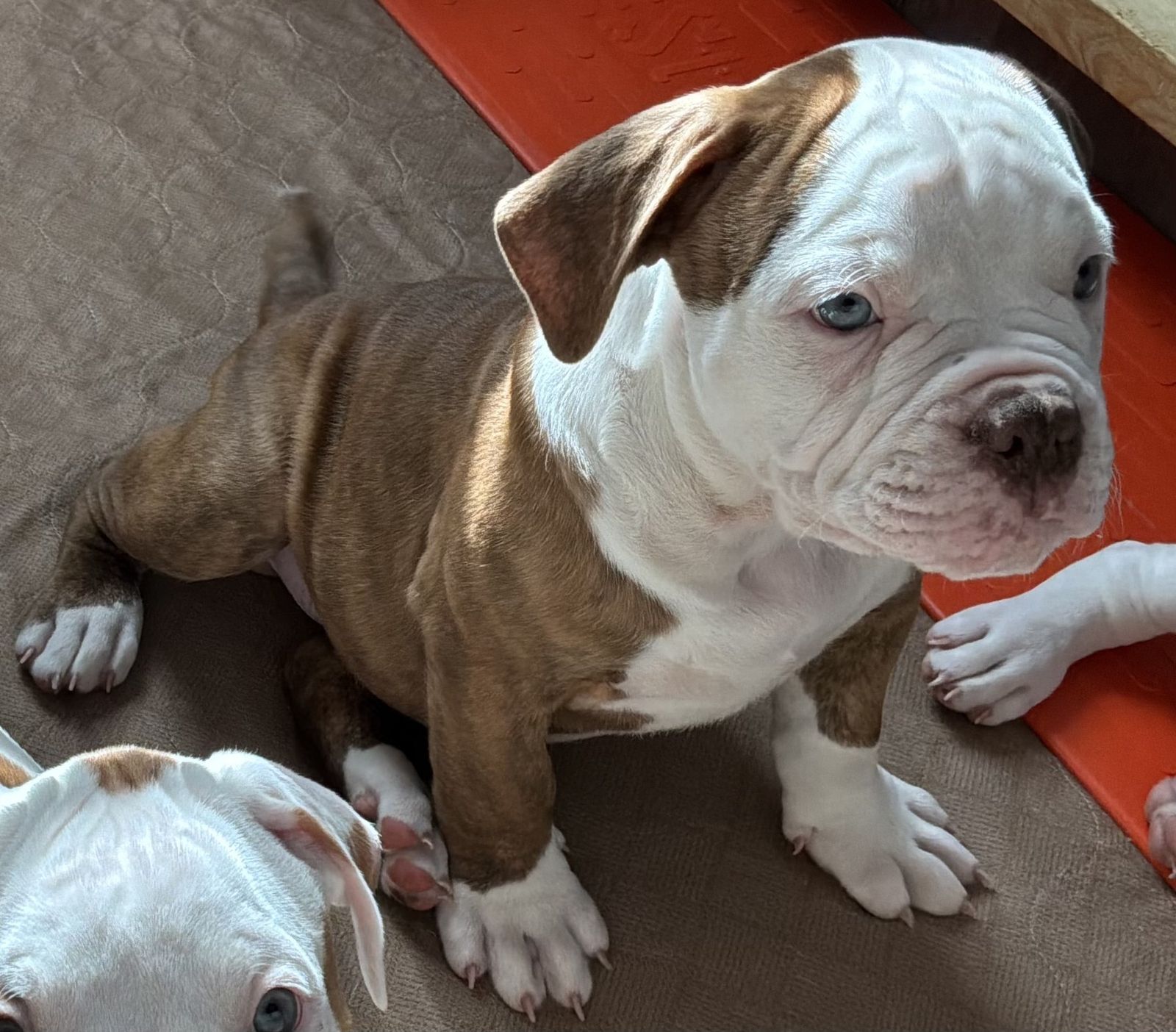 Coleman Canines 2025 litter photo 36