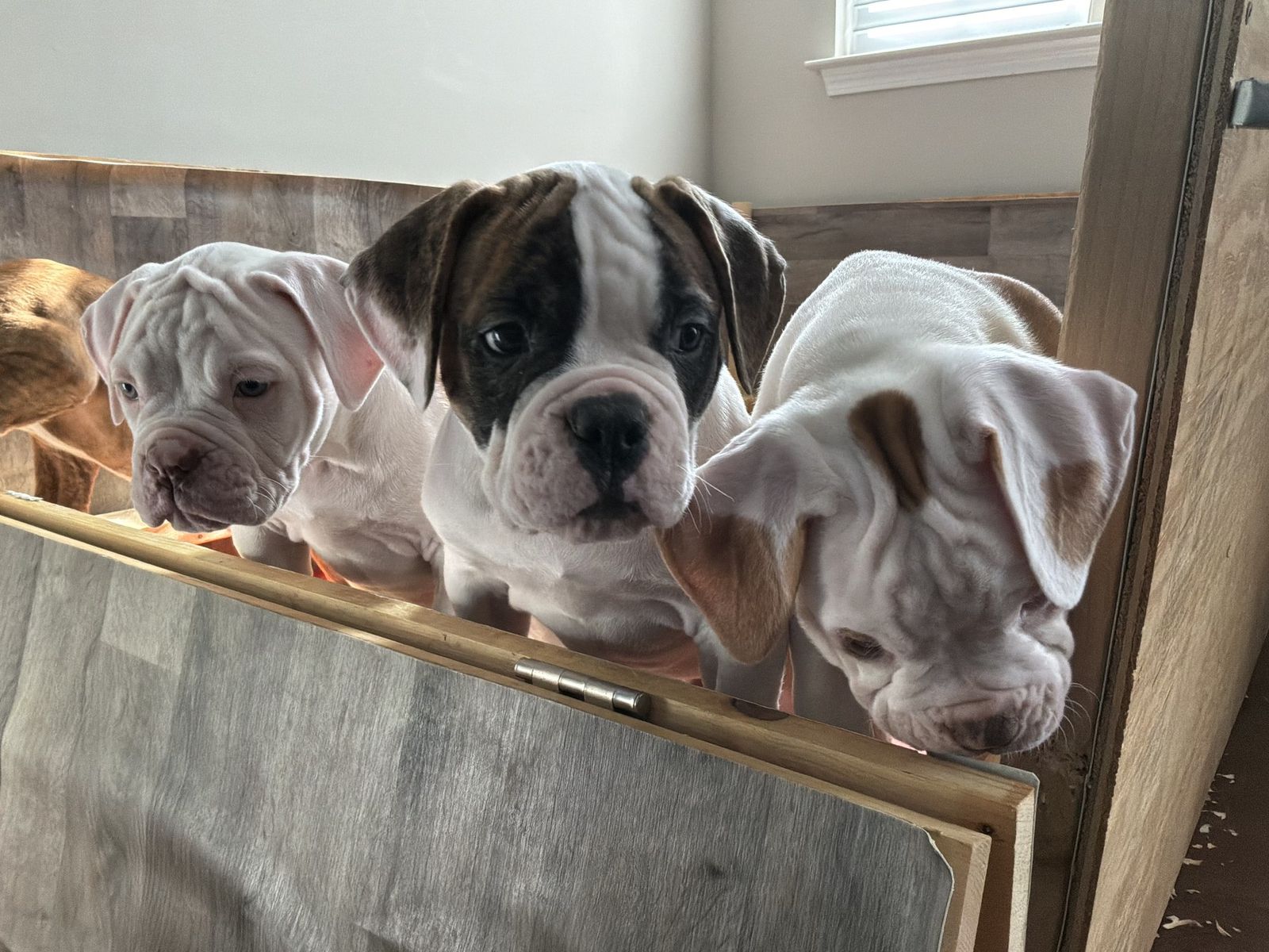 Coleman Canines 2025 litter photo 31