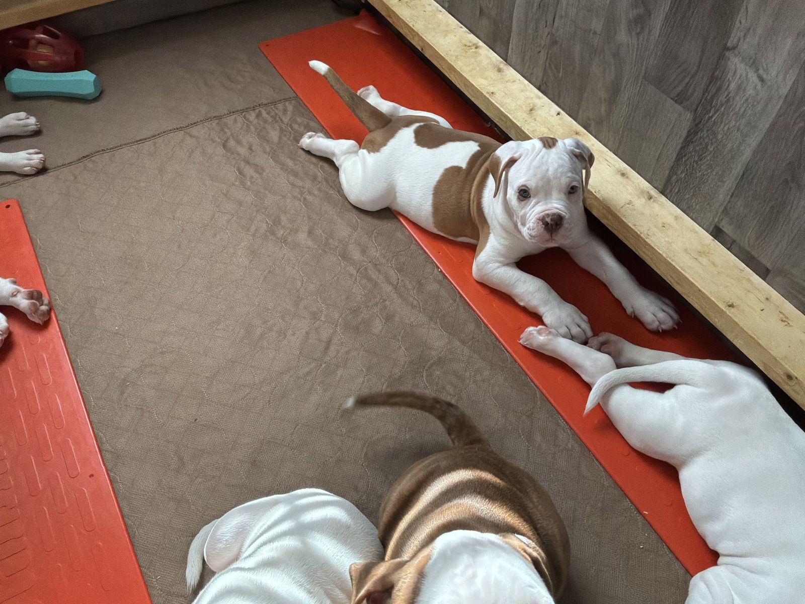 Coleman Canines 2025 litter photo 29