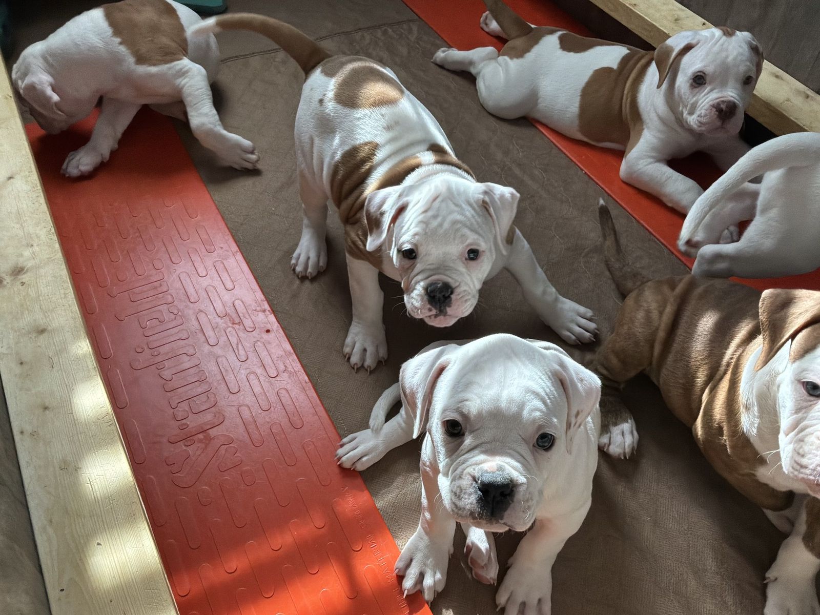 Coleman Canines 2025 litter photo 16