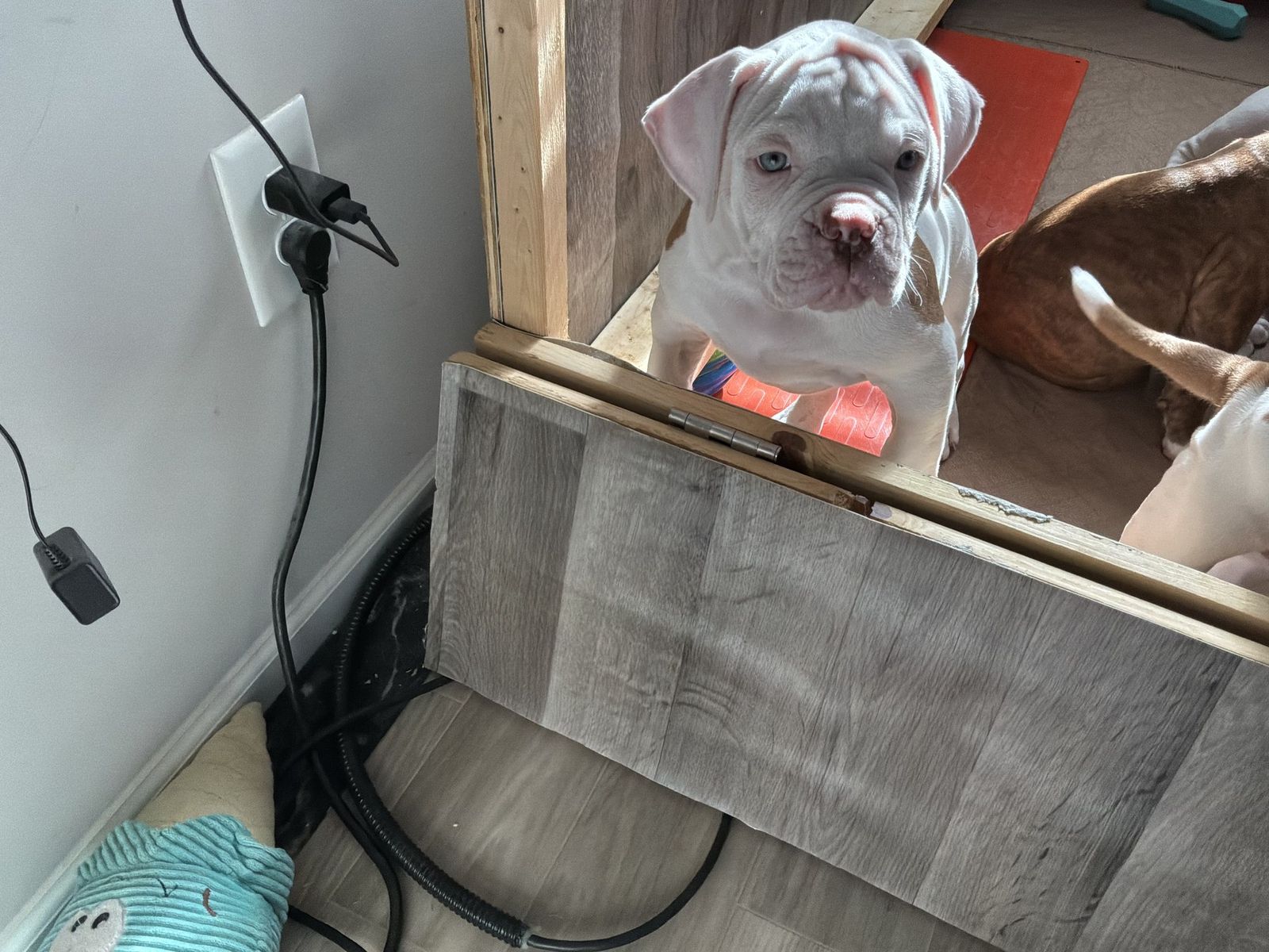 Coleman Canines 2025 litter photo 30