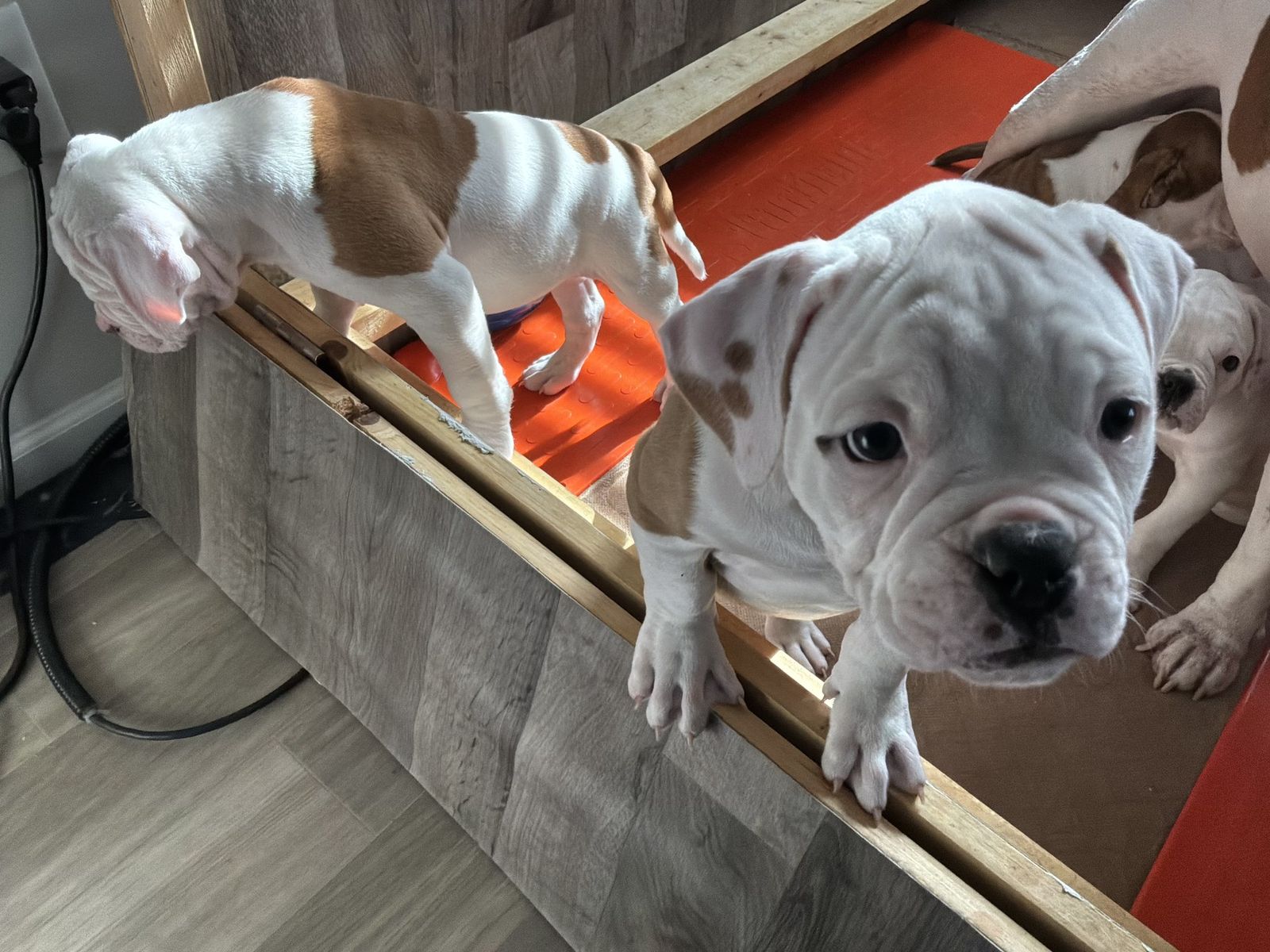 Coleman Canines 2025 litter photo 45