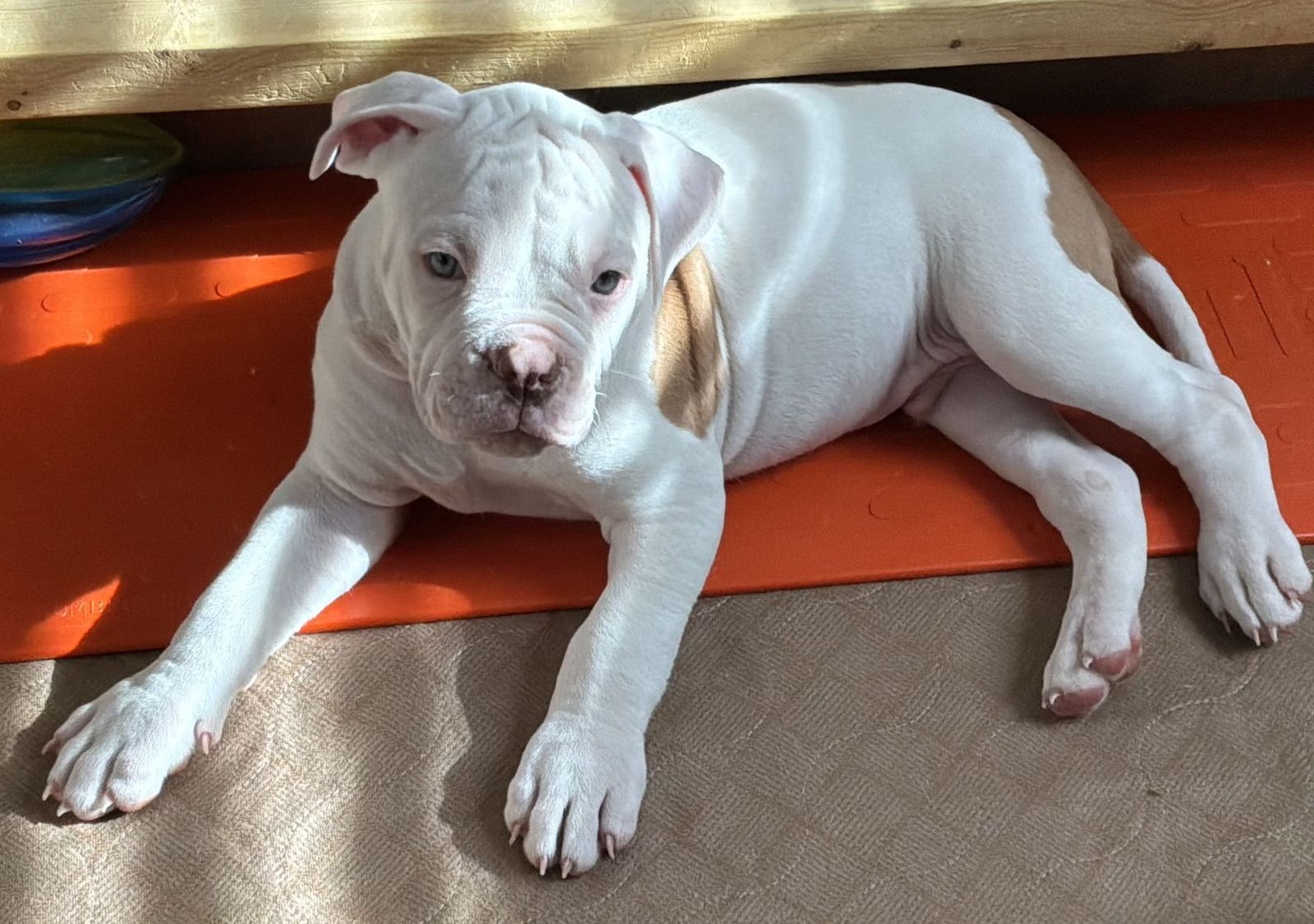 Coleman Canines 2025 litter photo 18