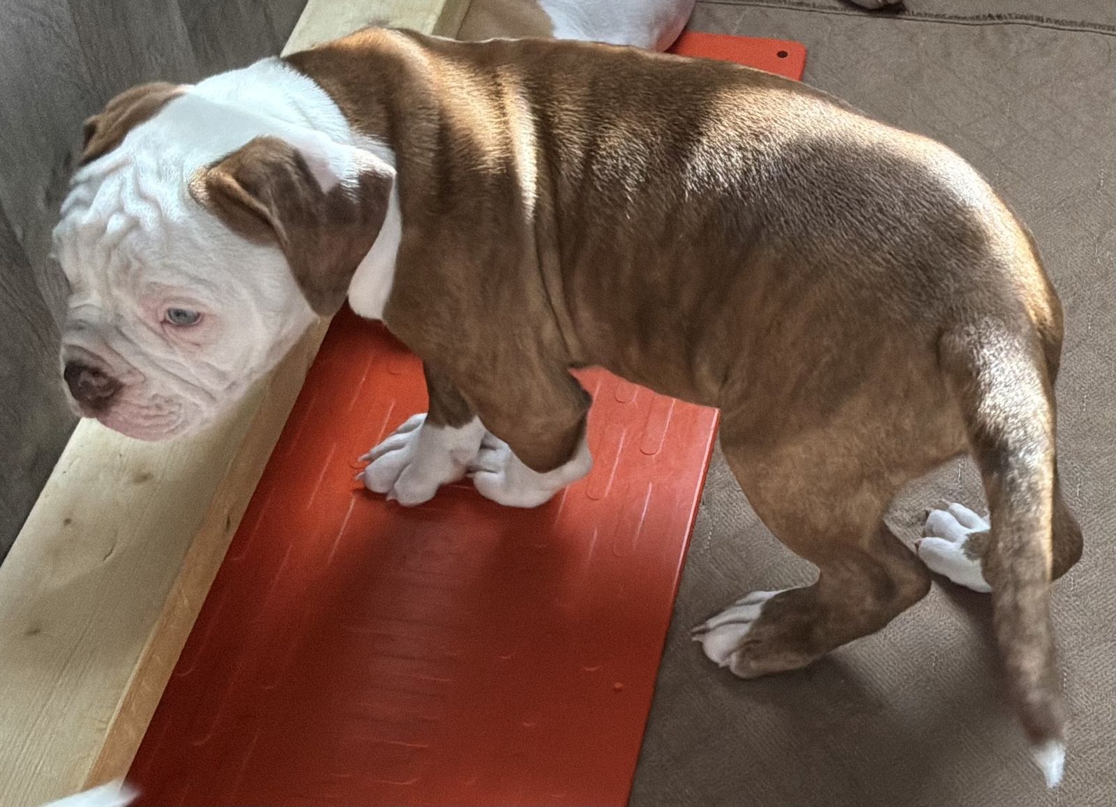 Coleman Canines 2025 litter photo 27
