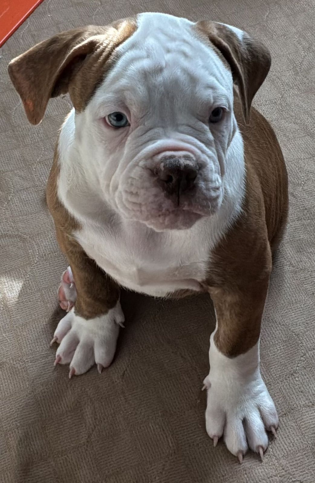 Coleman Canines 2025 litter photo 34