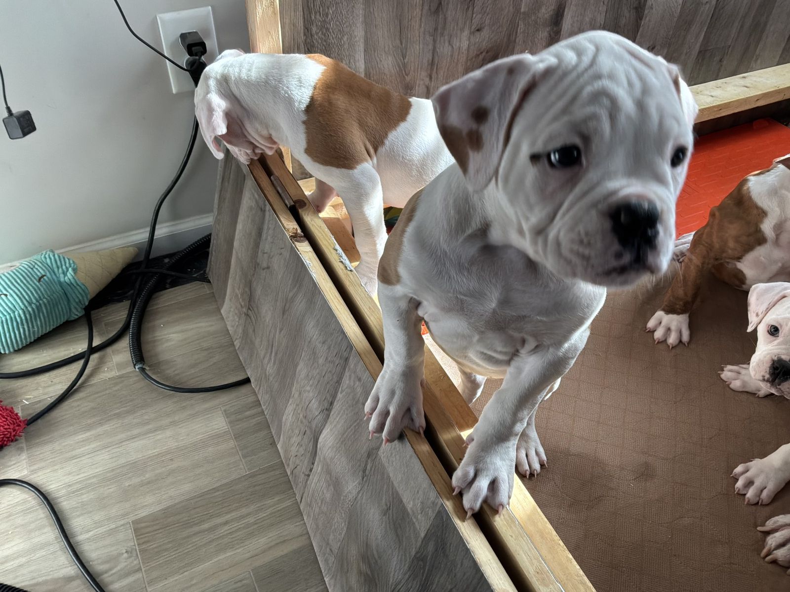 Coleman Canines 2025 litter photo 20