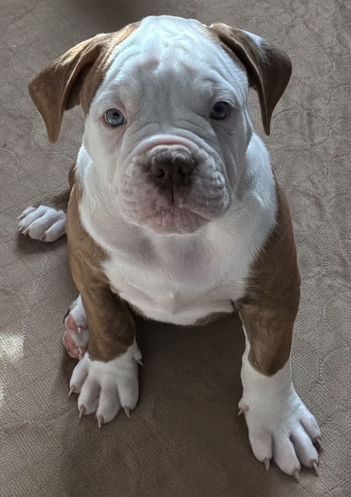Coleman Canines 2025 litter photo 17