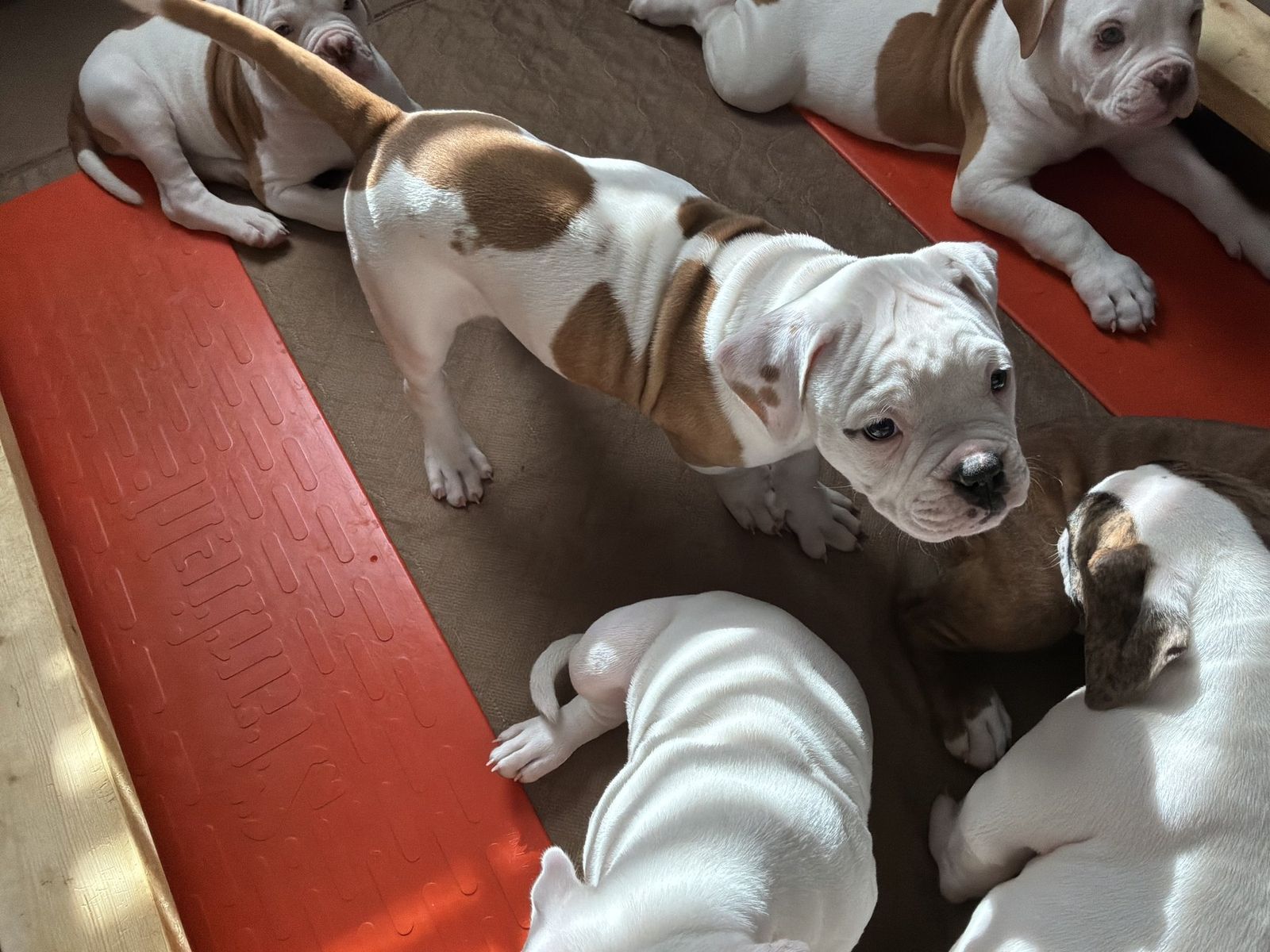 Coleman Canines 2025 litter photo 25