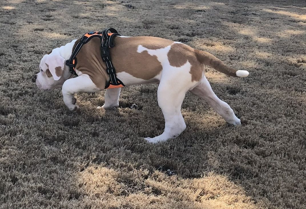 Coleman Canines 2025 litter photo 10