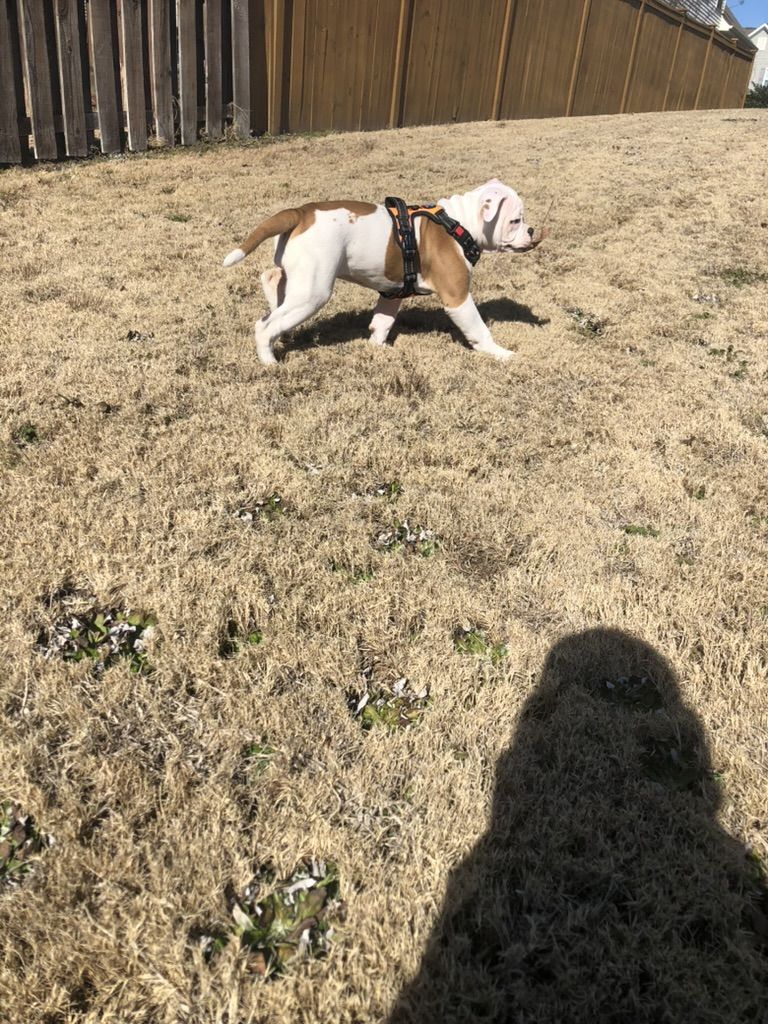 Coleman Canines 2025 litter photo 5