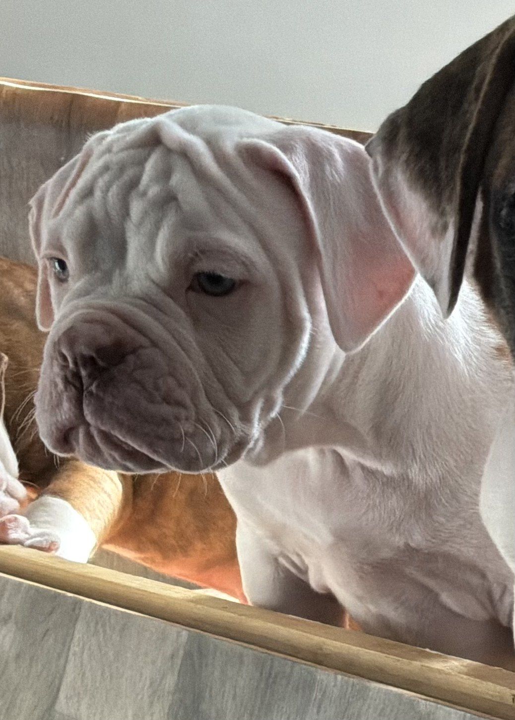 Coleman Canines 2025 litter photo 44