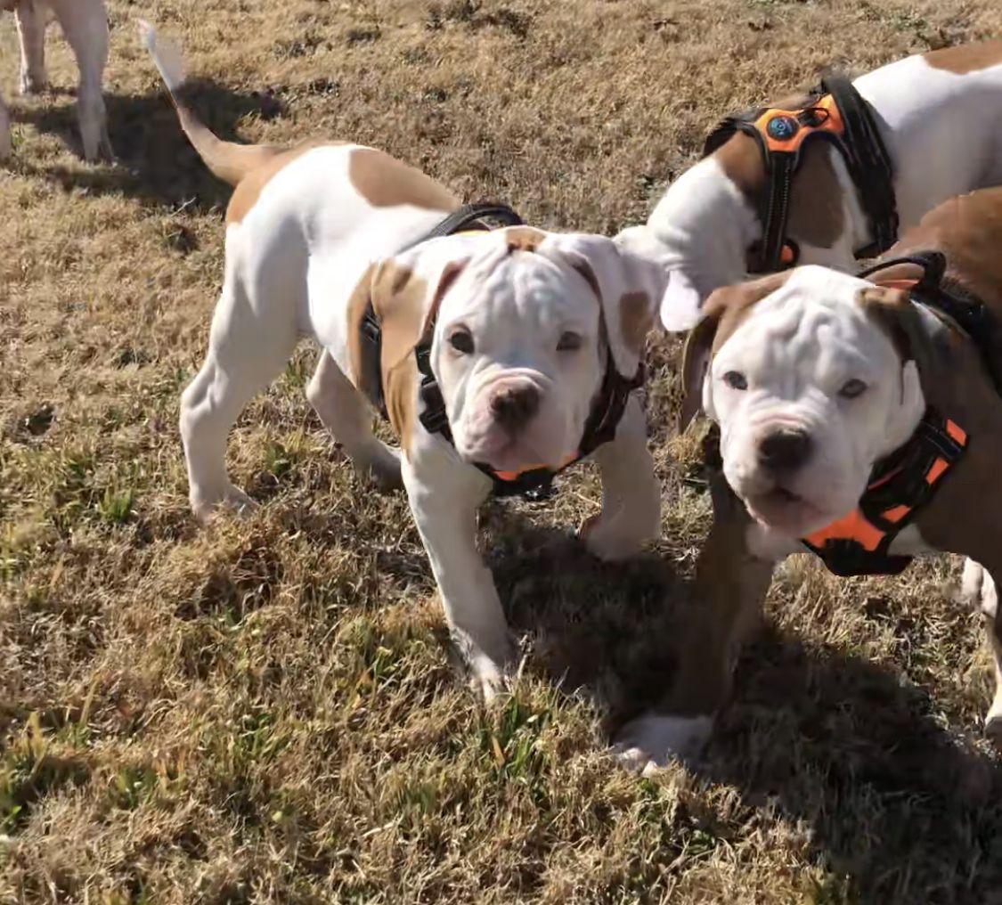 Coleman Canines 2025 litter photo 2