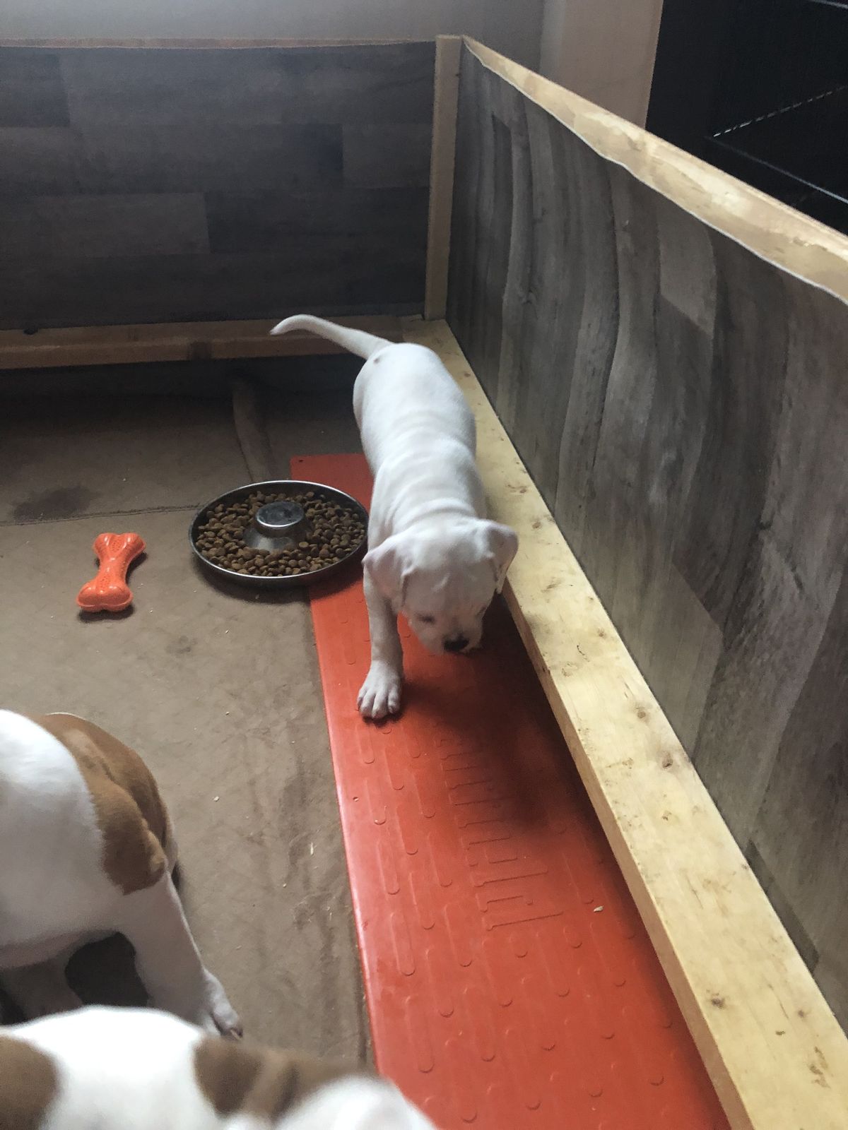 Coleman Canines 2025 litter photo 32