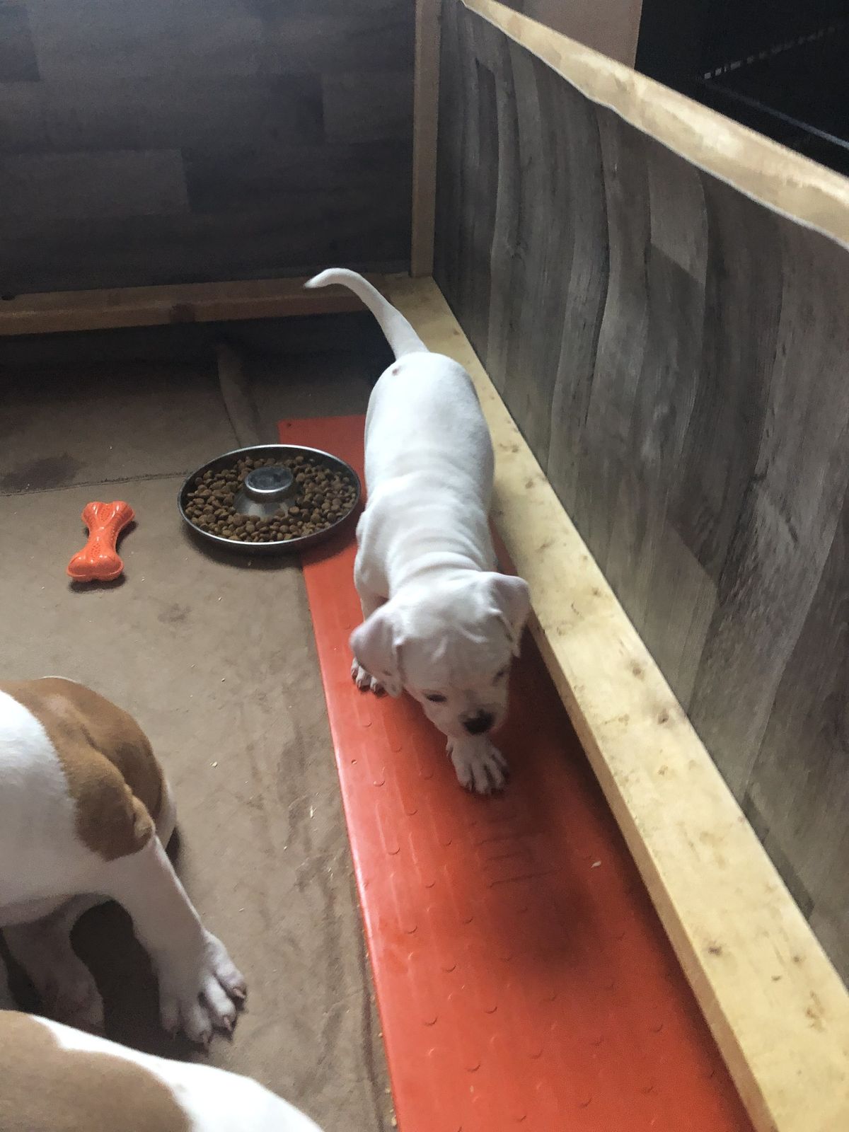 Coleman Canines 2025 litter photo 40