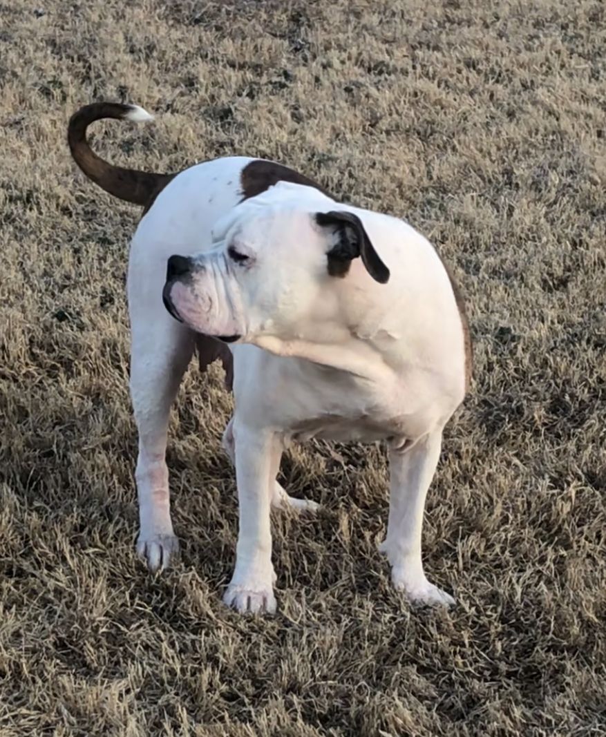 Coleman Canines 2025 litter photo 4