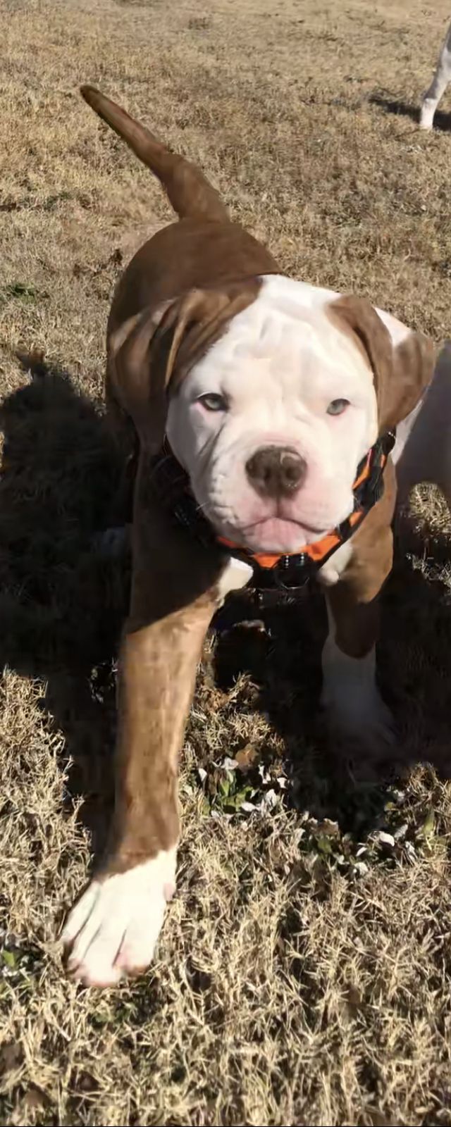Sebastian