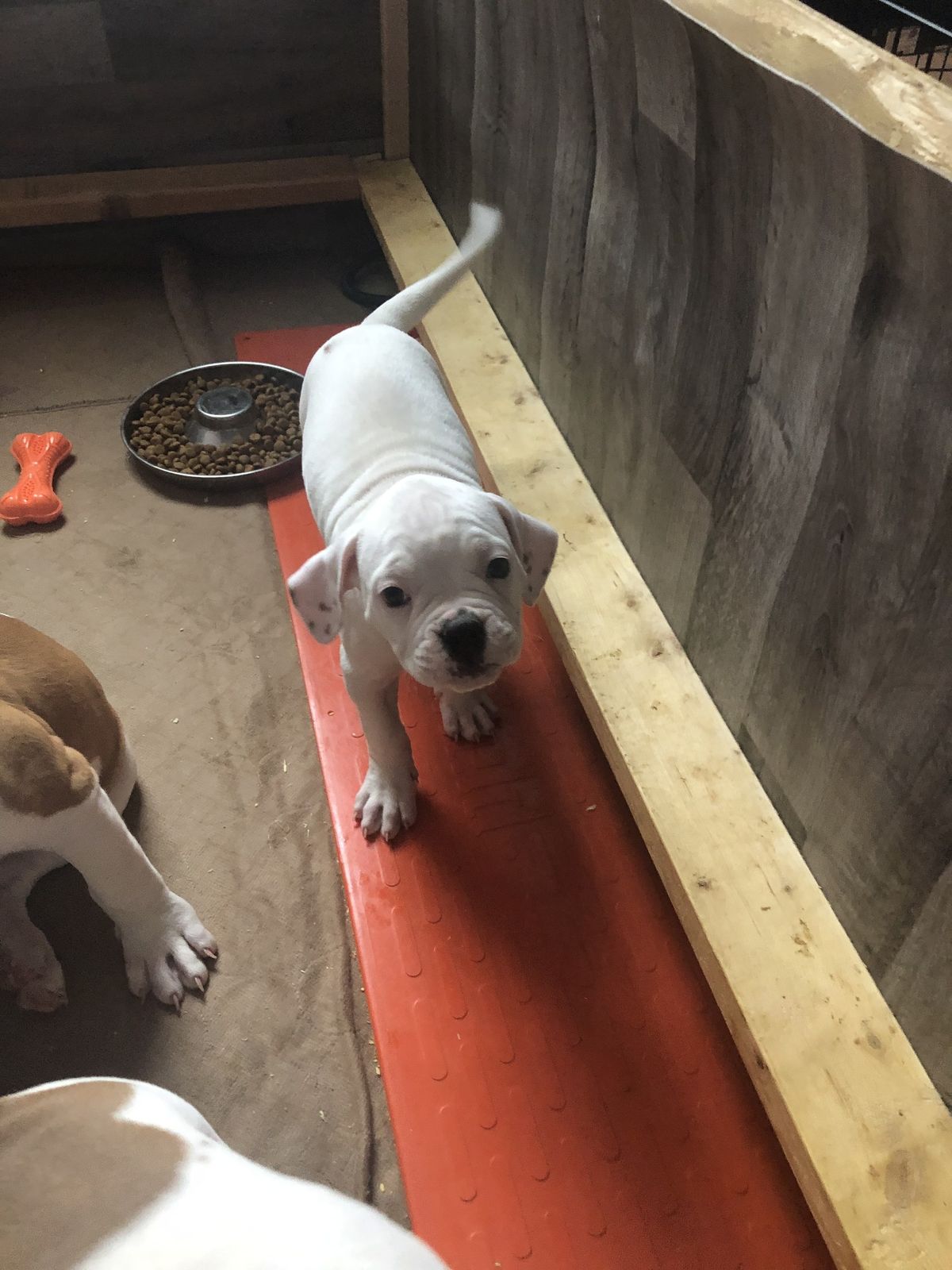 Coleman Canines 2025 litter photo 41
