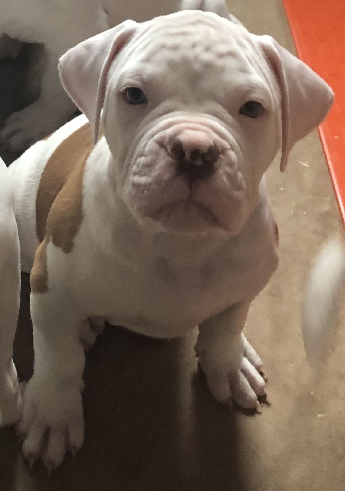 Coleman Canines 2025 litter photo 39