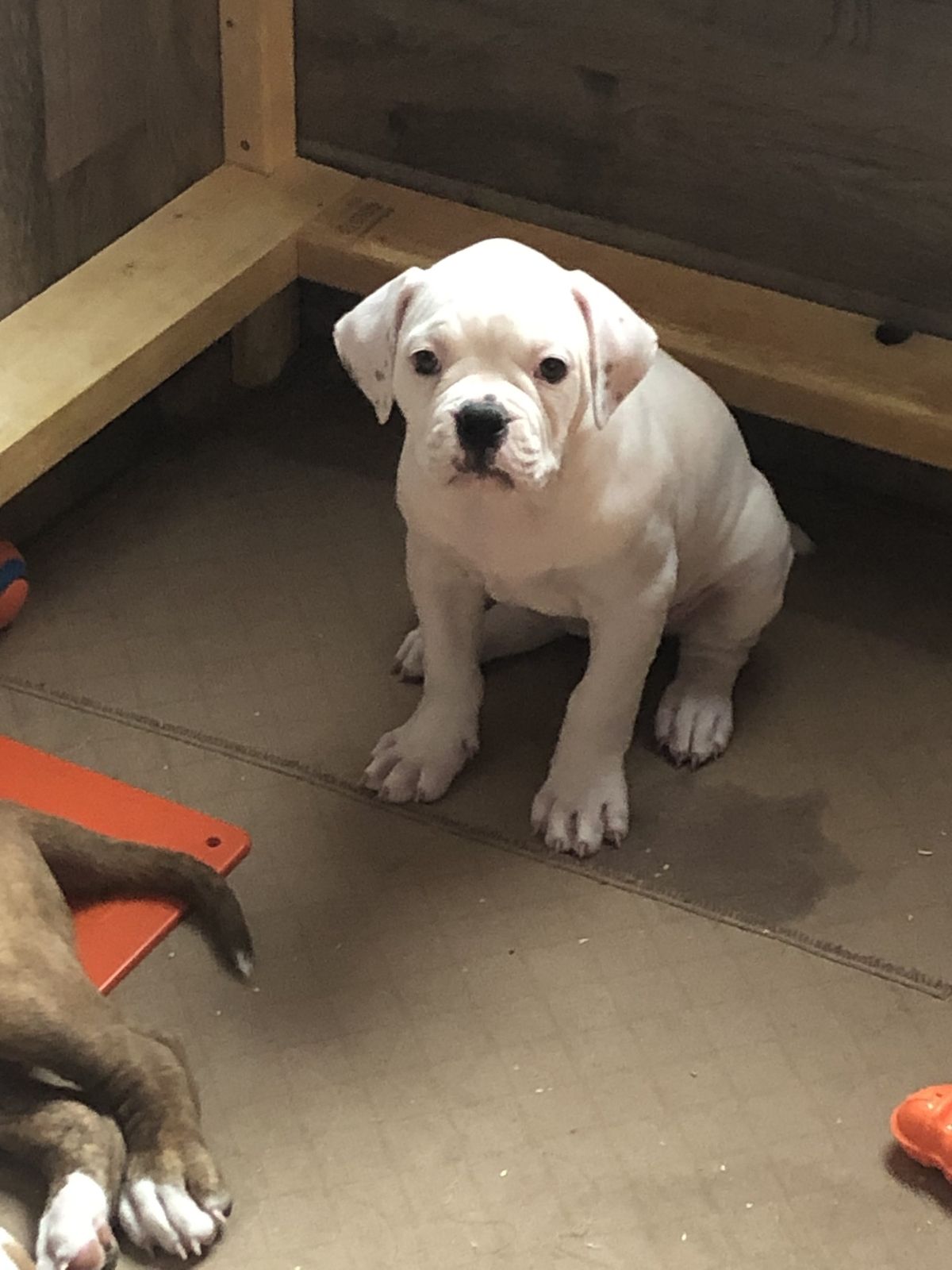 Coleman Canines 2025 litter photo 42