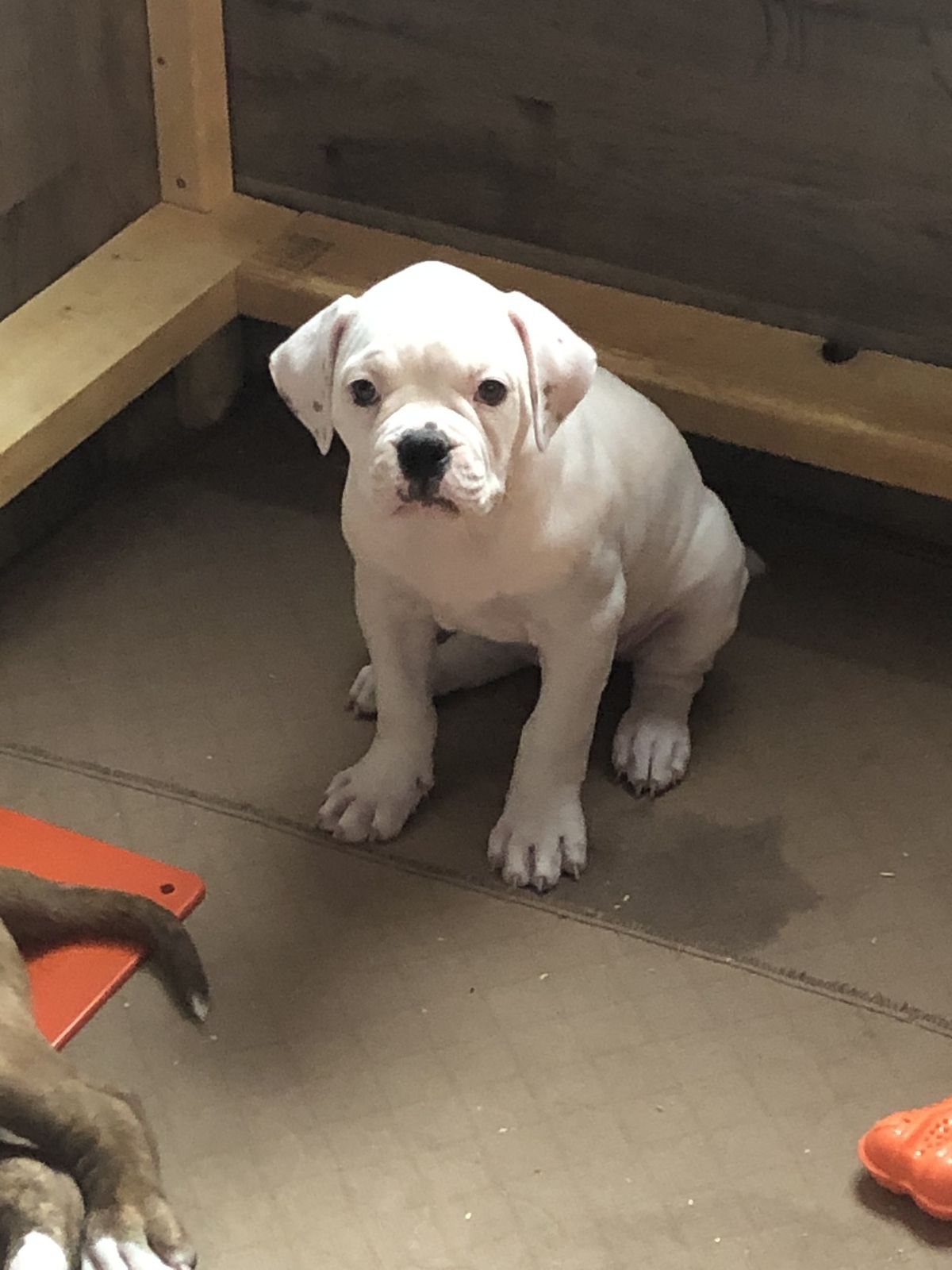 Coleman Canines 2025 litter photo 22