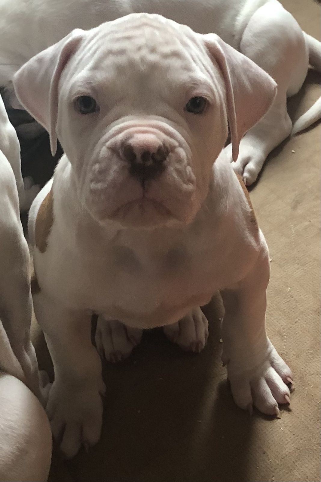 Coleman Canines 2025 litter photo 38