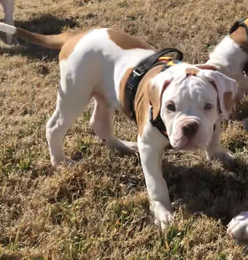 Coleman Canines 2025 litter photo 11