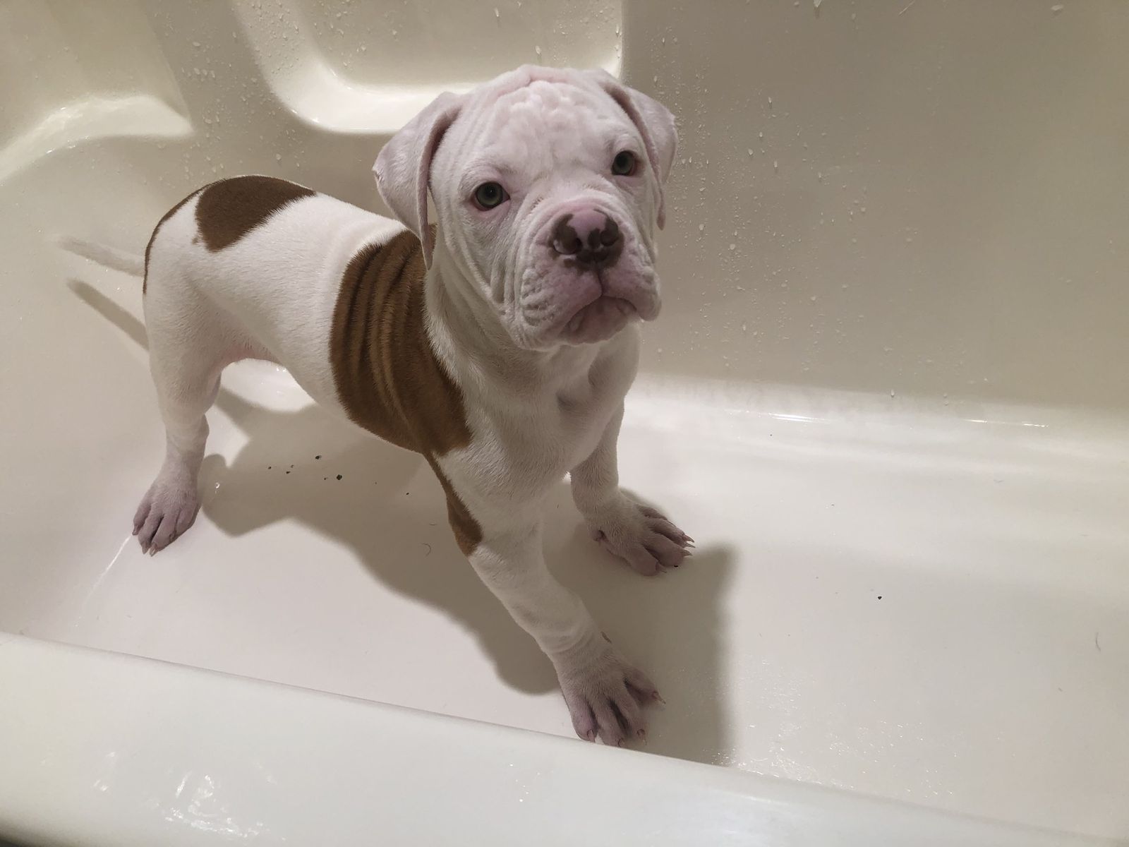 Coleman Canines 2025 litter photo 24