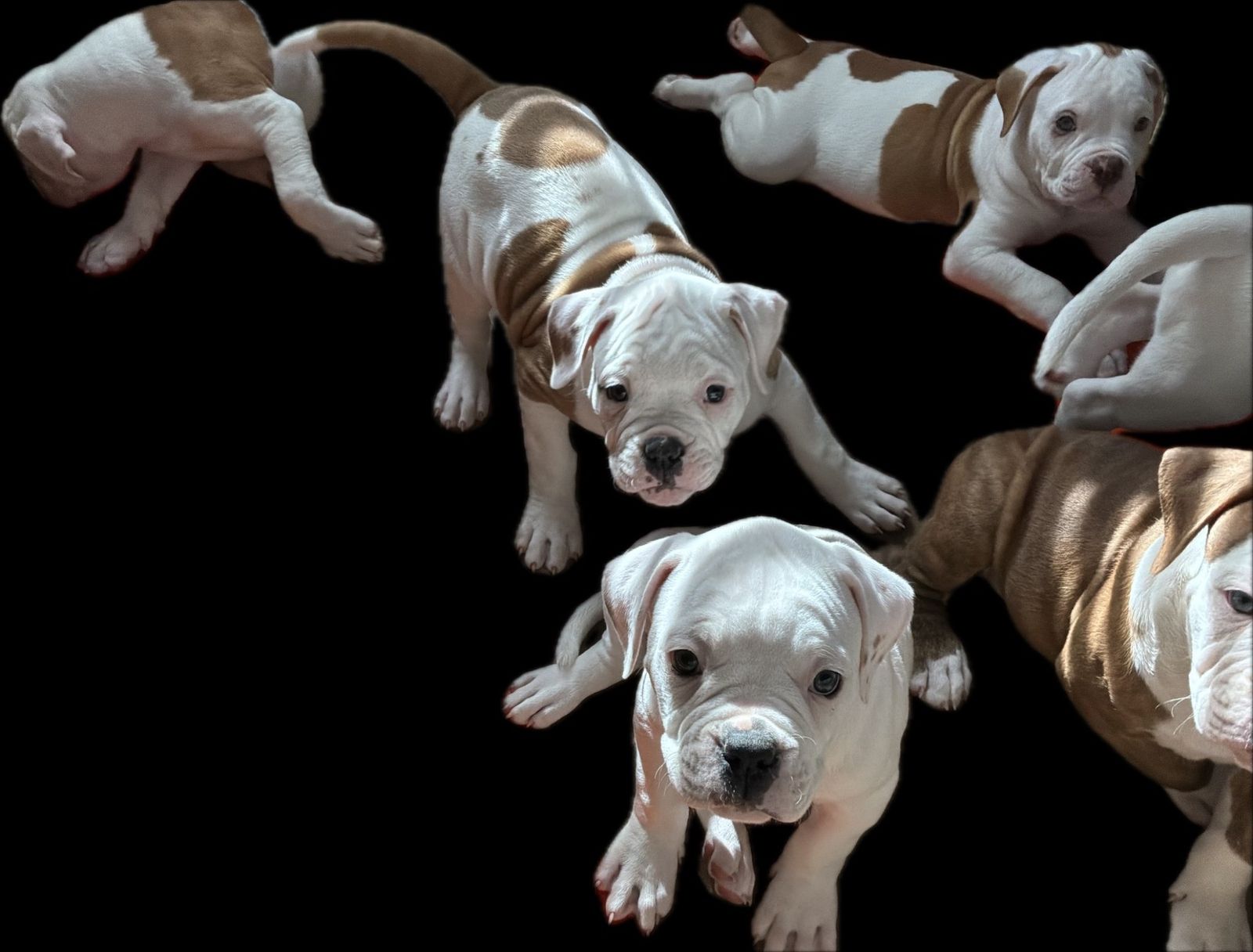 Coleman Canines 2025 litter photo 15