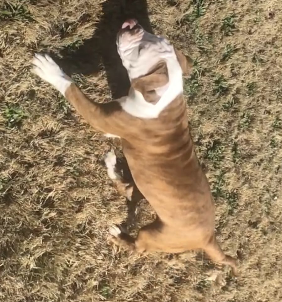 Coleman Canines 2025 litter photo 13