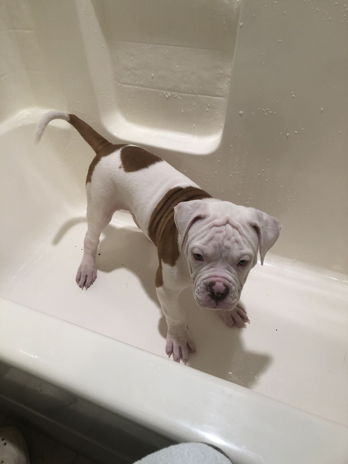 Coleman Canines 2025 litter photo 43
