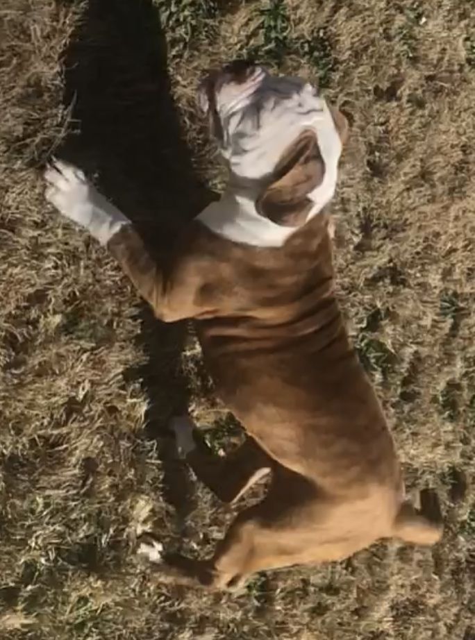 Coleman Canines 2025 litter photo 14
