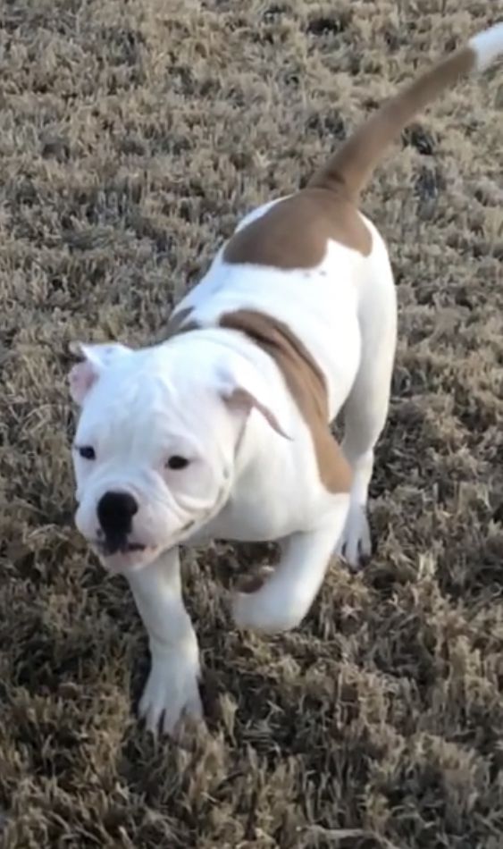 Coleman Canines 2025 litter photo 6