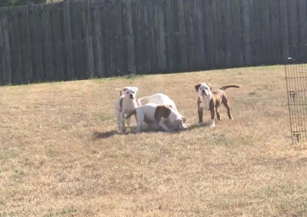 Coleman Canines 2025 litter photo 1