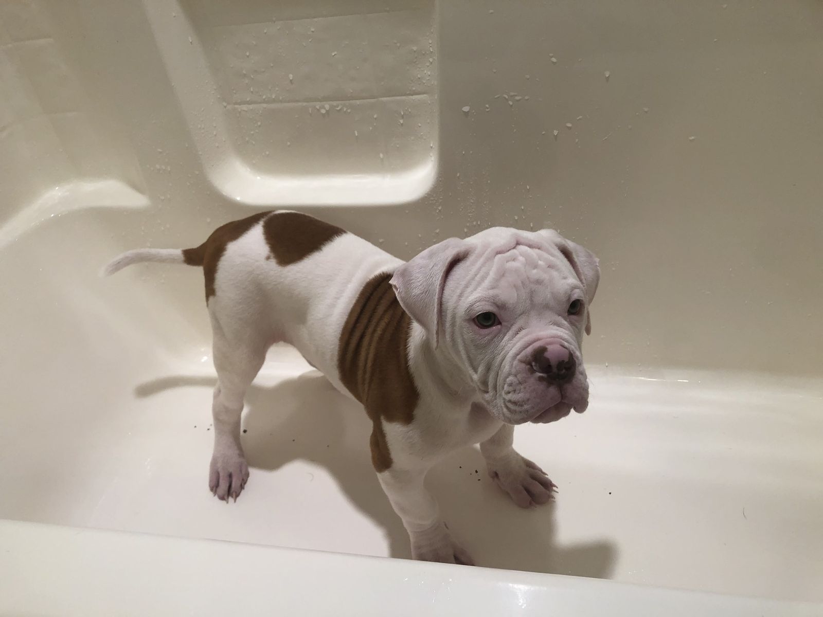 Coleman Canines 2025 litter photo 23