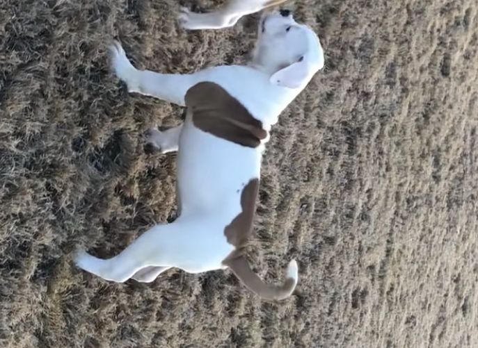 Coleman Canines 2025 litter photo 7