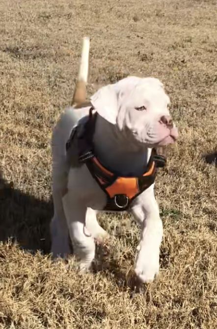 Coleman Canines 2025 litter photo 8