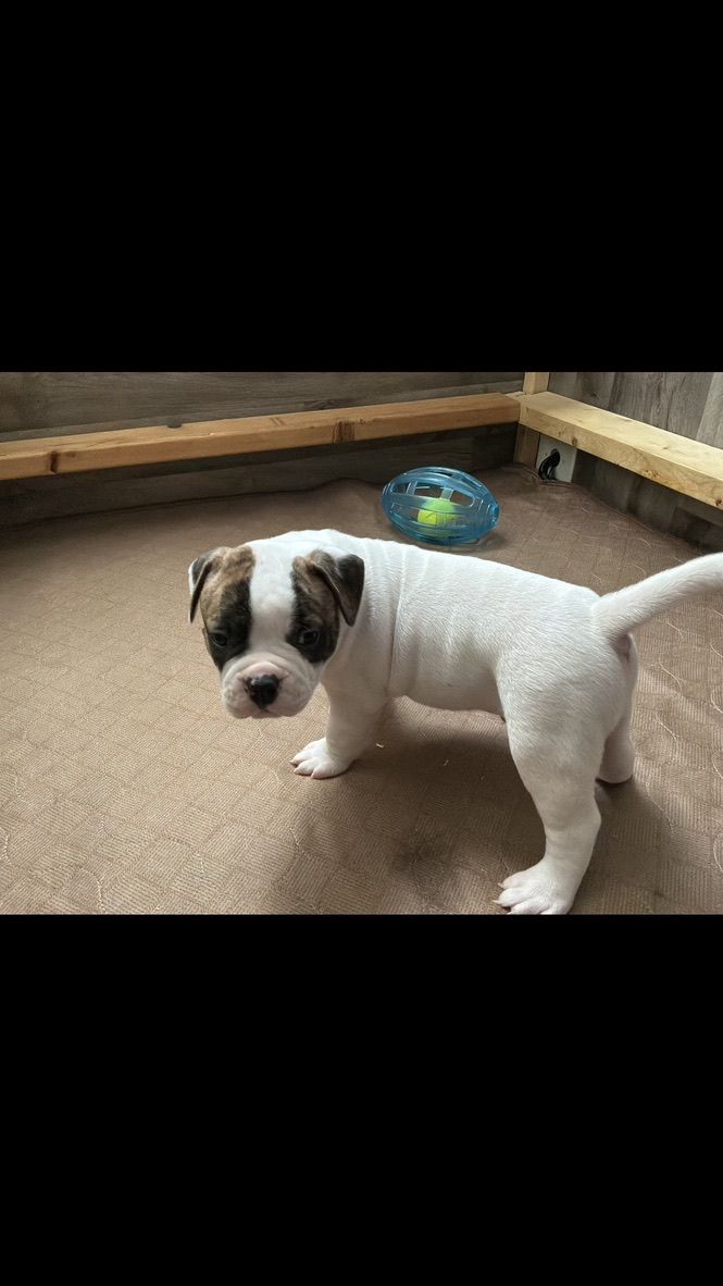 Coleman Canines 2025 litter photo 3