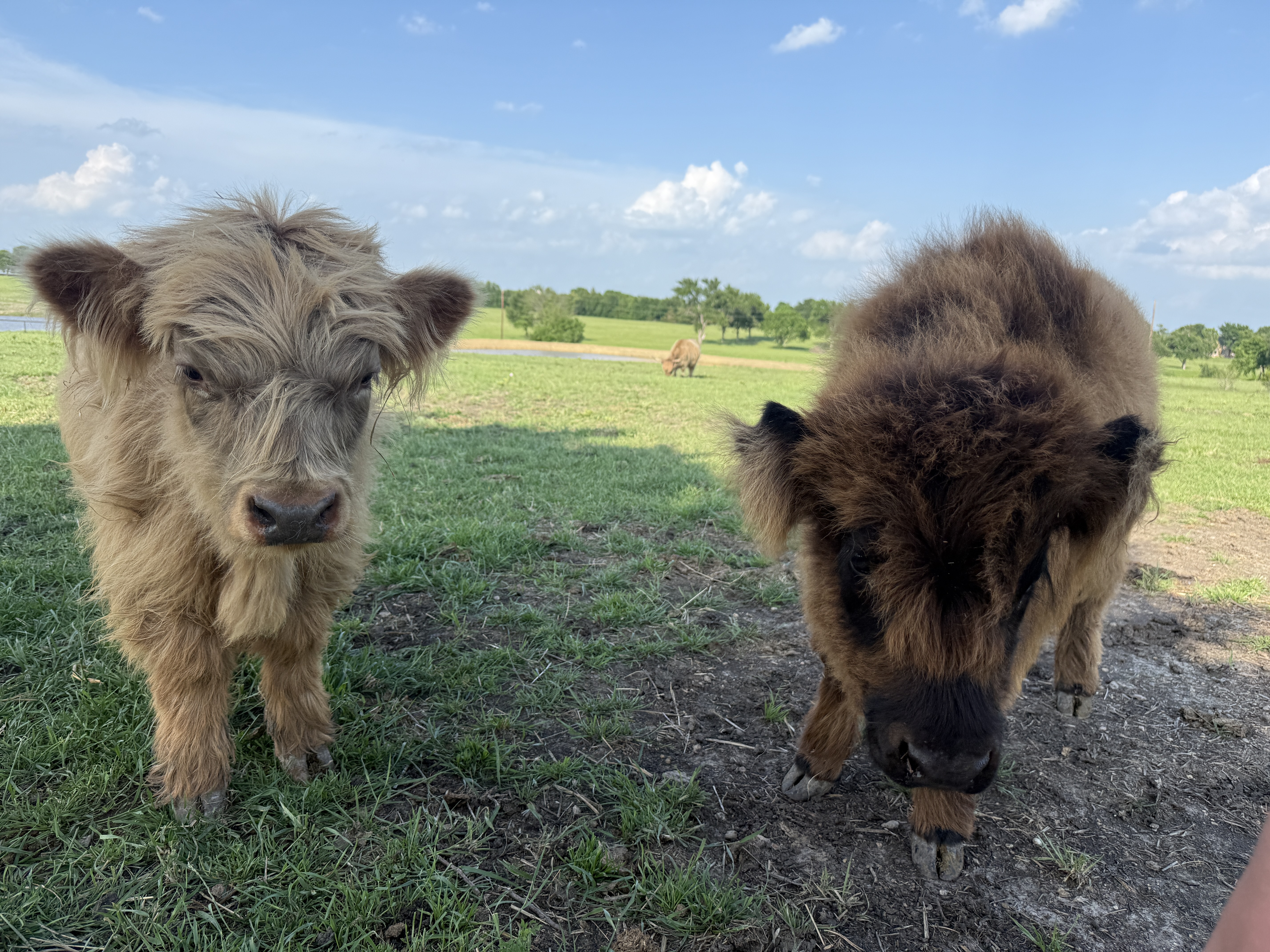 Calves at Countryview