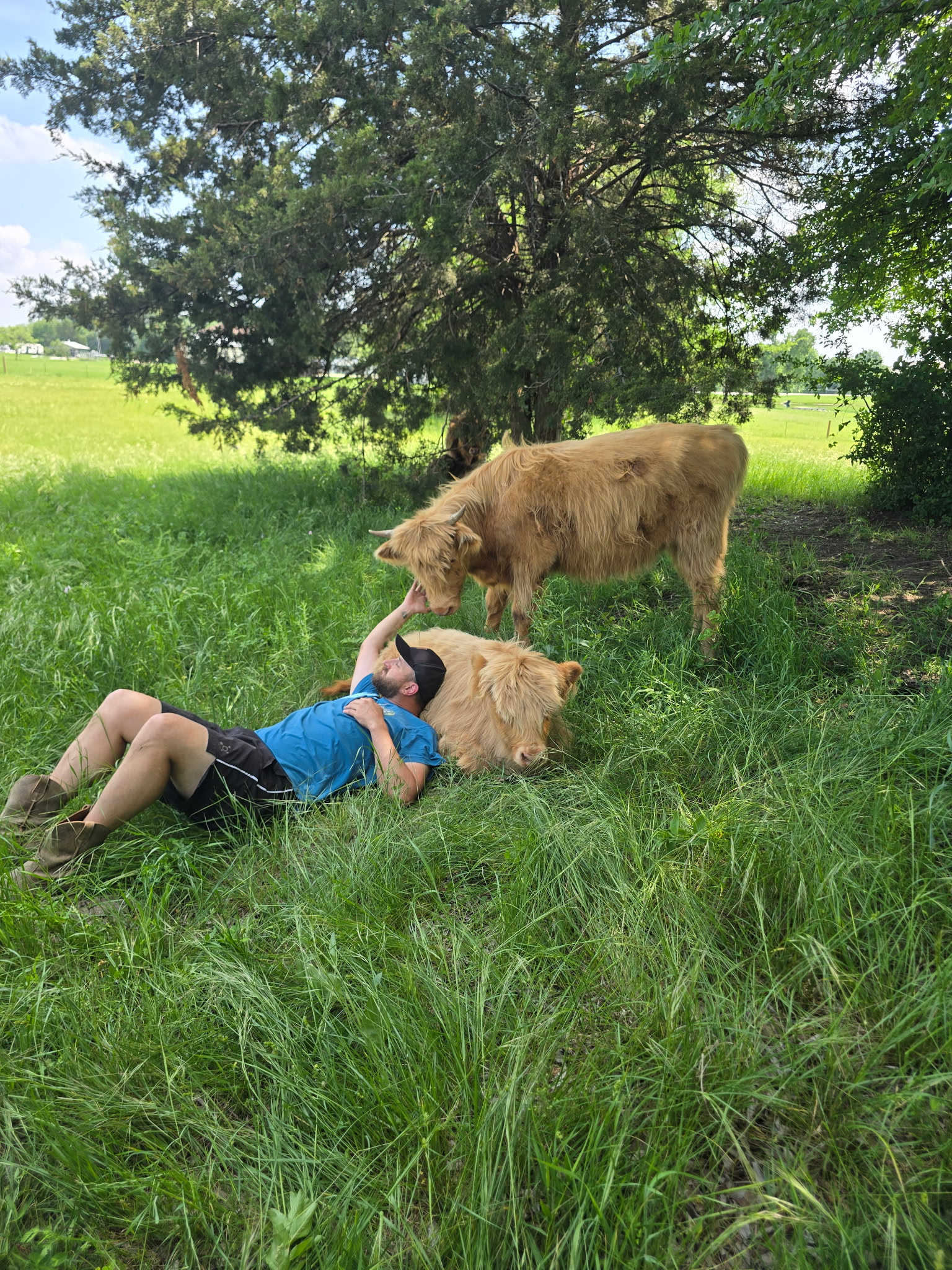 Owner with Highland cattle at Countryview