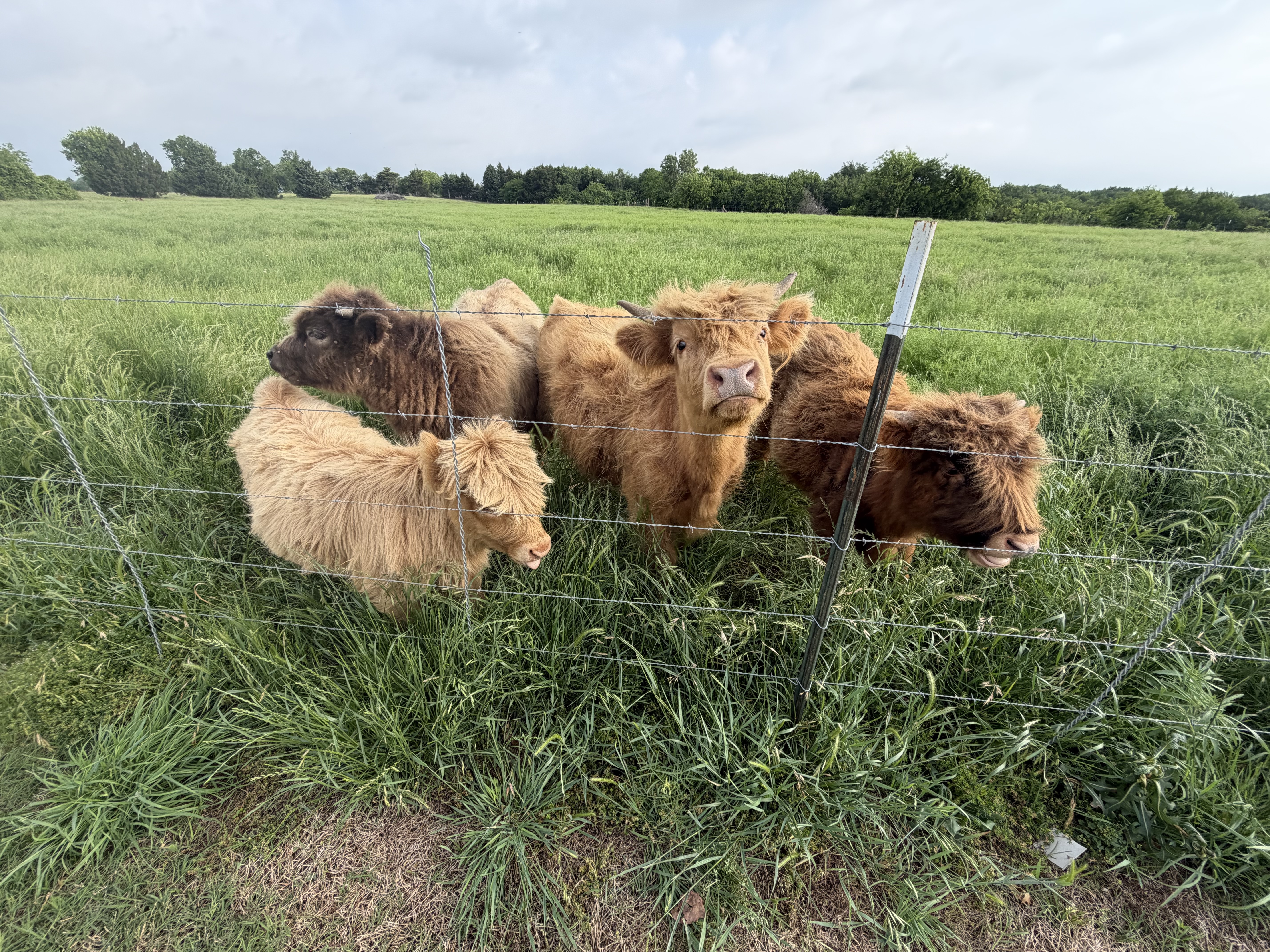 Highland cattle at golden hour on Countryview Ranch