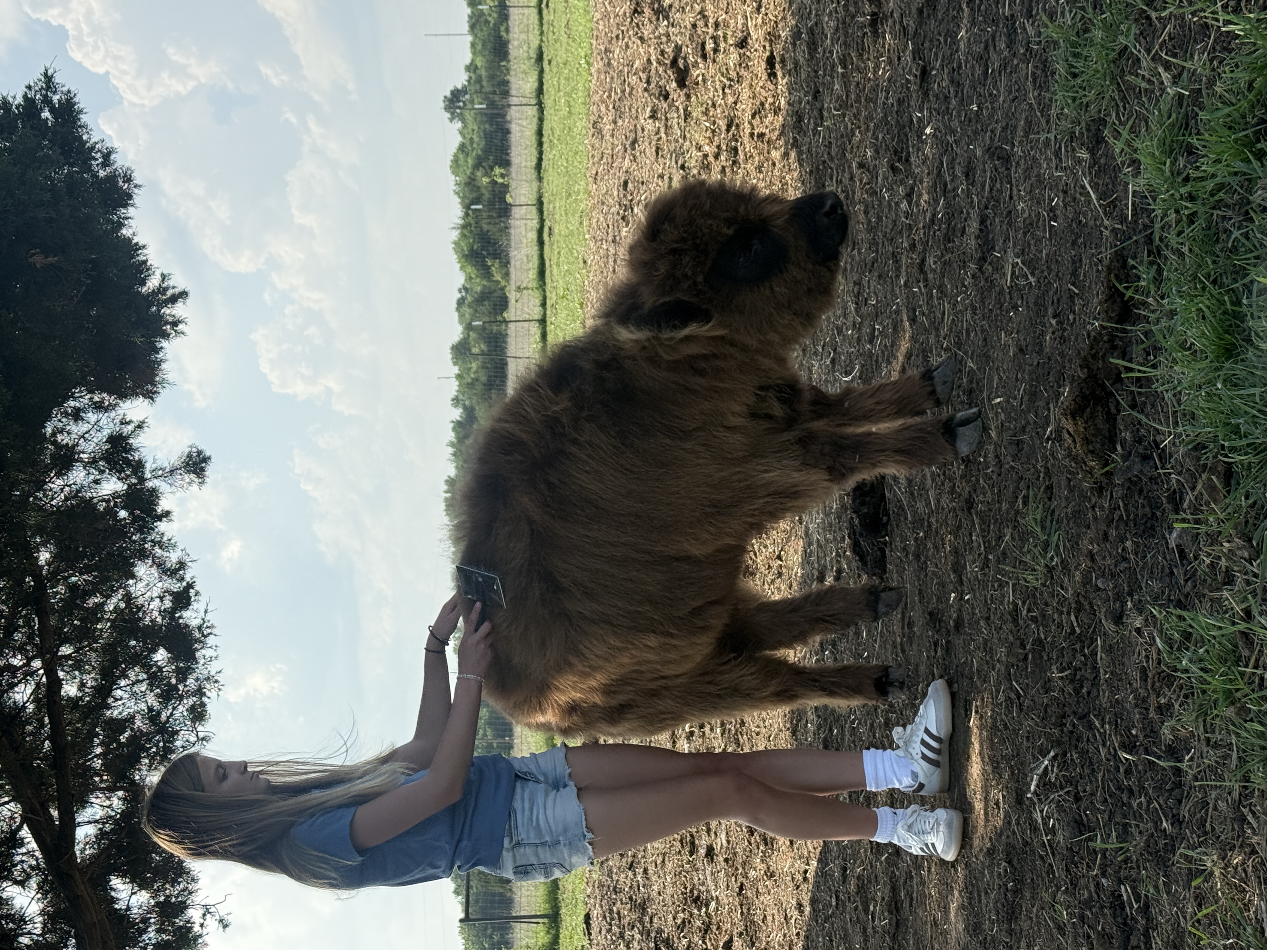 Highland cattle at Countryview