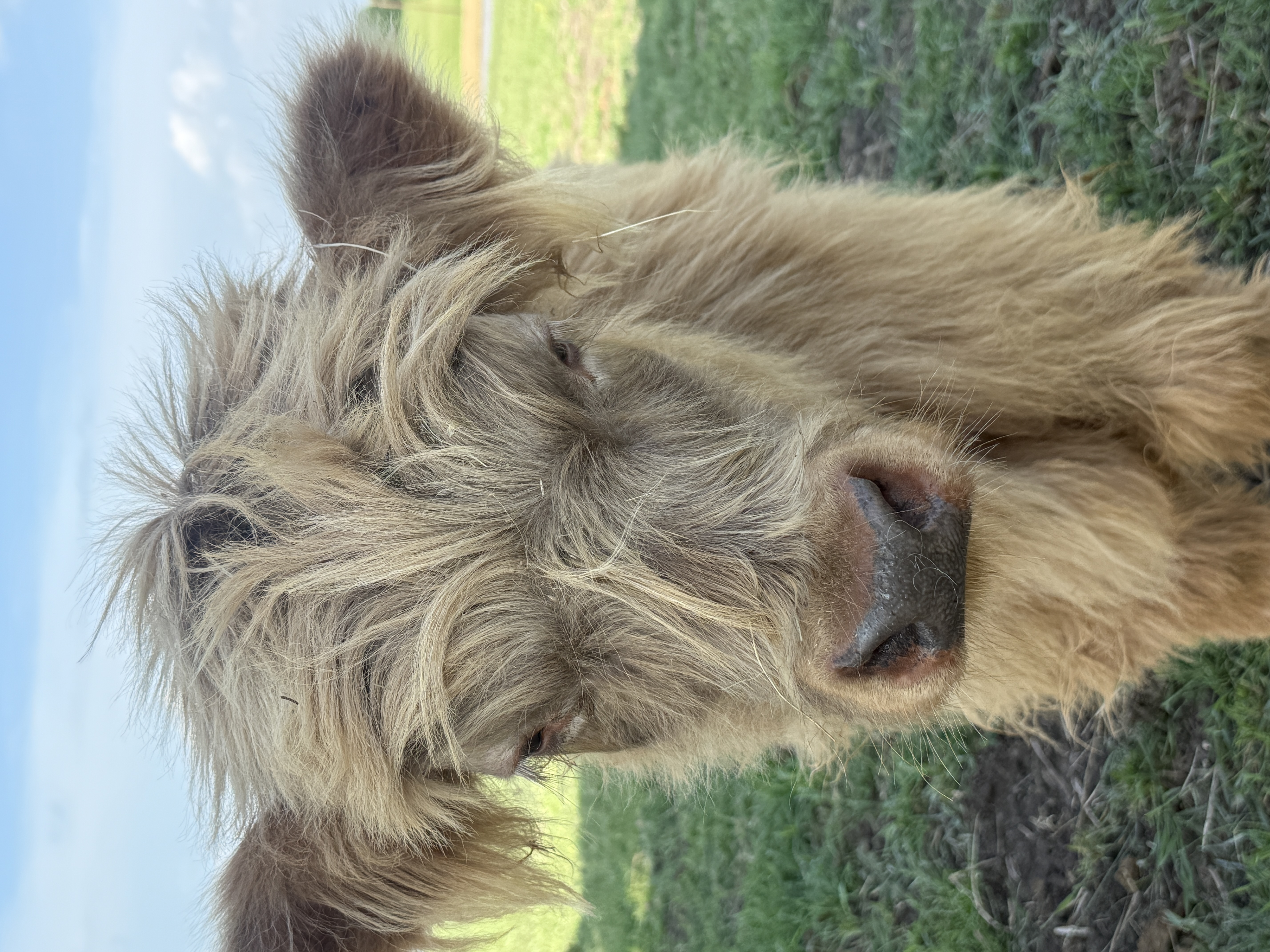 Highland calf close-up at Countryview Ranch