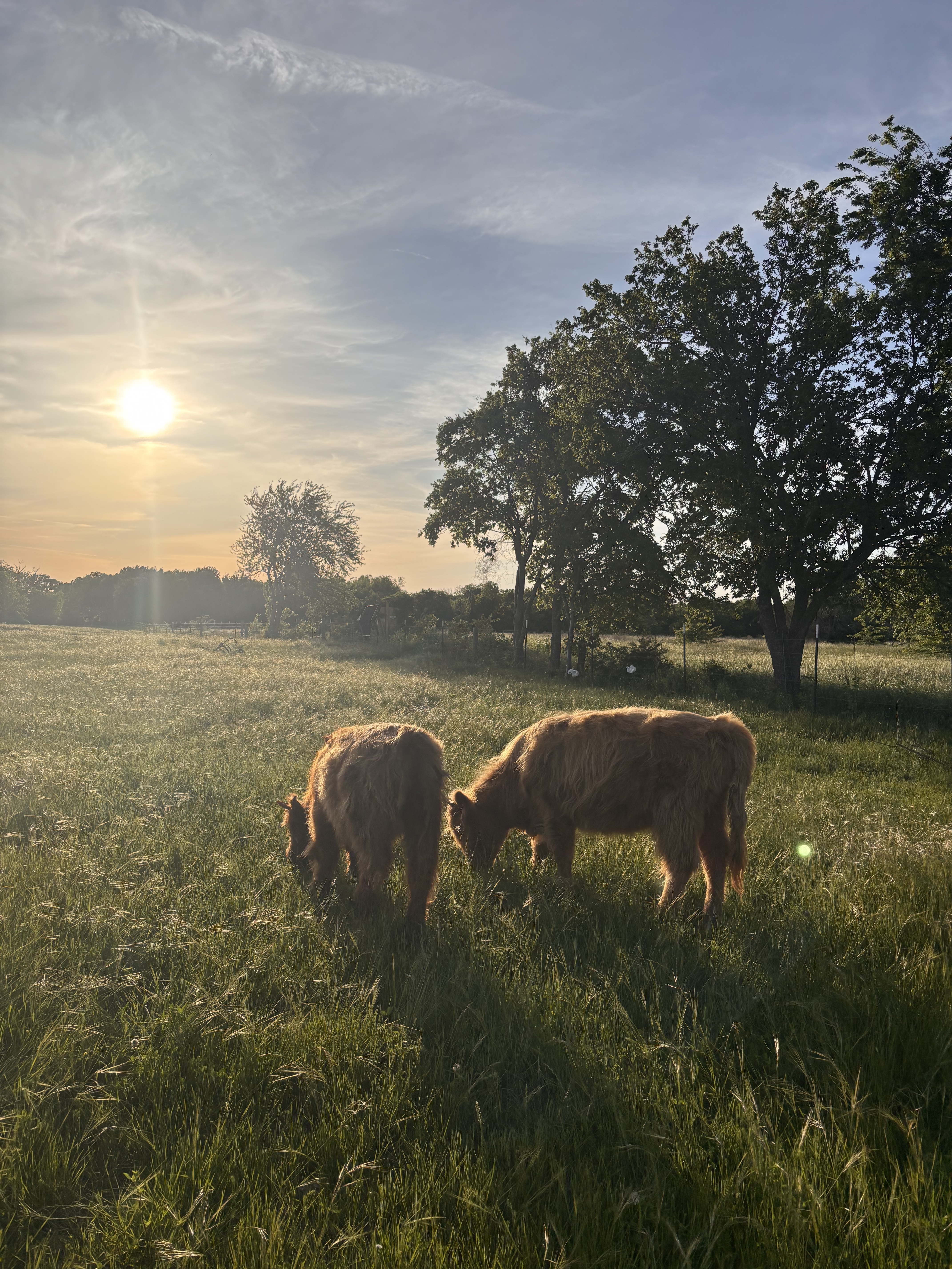 Highland cattle crowded at the fence on Countryview Ranch