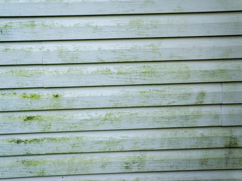 Mold on vinyl siding