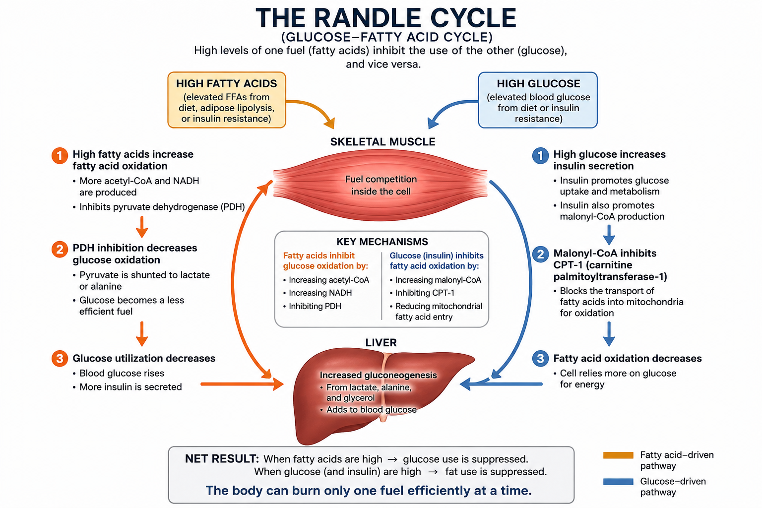 Randle Cycle Quick Lab Mobile