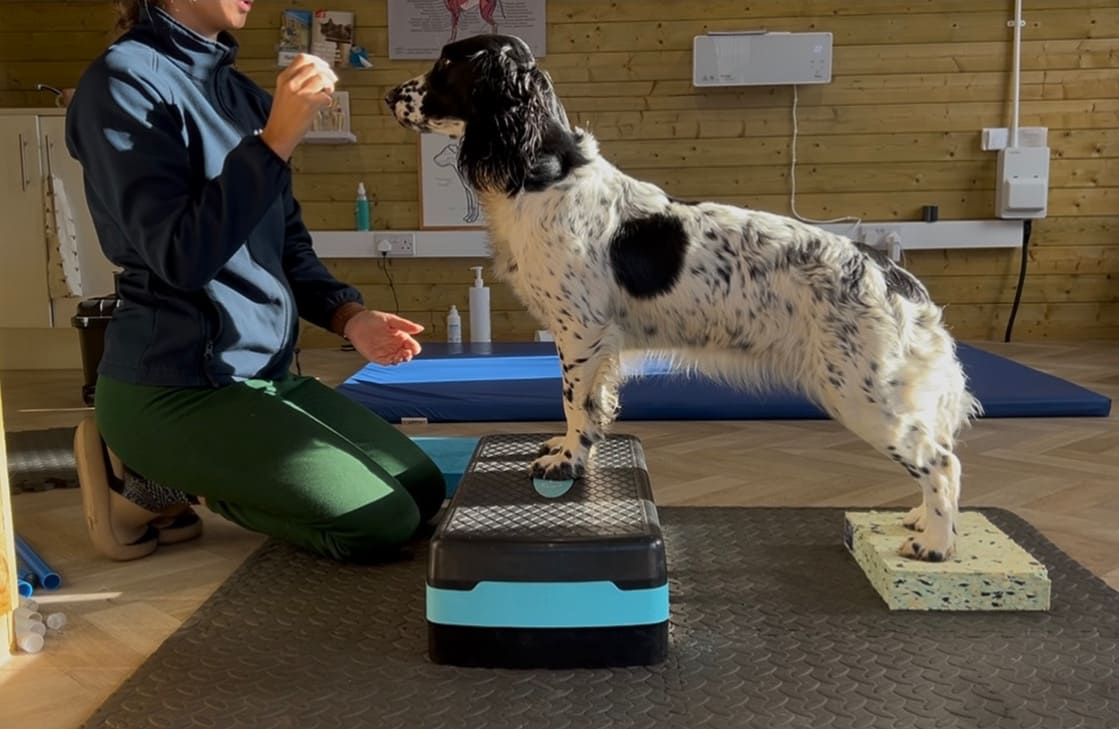 Dog Physiotherapy
