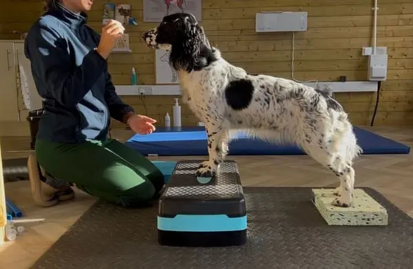 Dog Physiotherapy